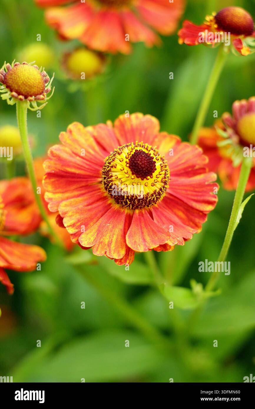 Helenium Marion Nickig starnutisce con masse di margherite arancione rosso giallo come fiori a metà estate e autunno, attraente per gli impollinatori Foto Stock