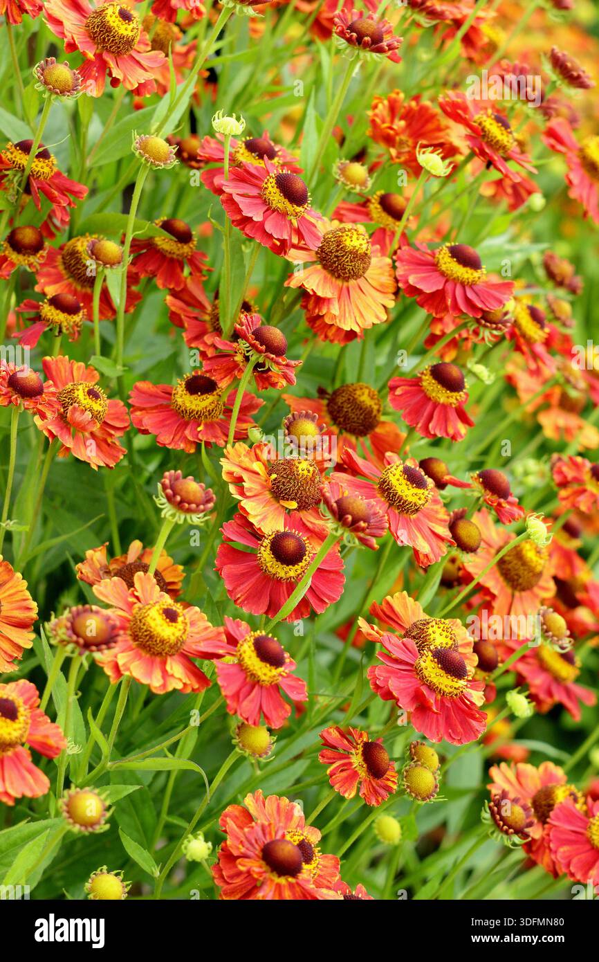 Helenium Marion Nickig starnutisce con masse di margherite arancione rosso giallo come fiori a metà estate e autunno, attraente per gli impollinatori Foto Stock