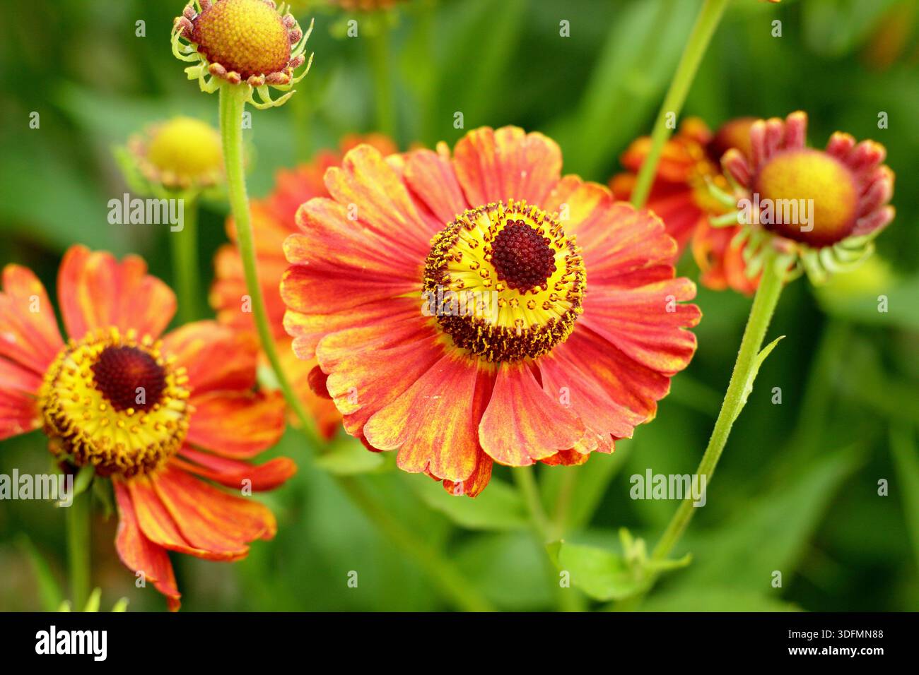 Helenium Marion Nickig starnutisce con masse di margherite arancione rosso giallo come fiori a metà estate e autunno, attraente per gli impollinatori Foto Stock