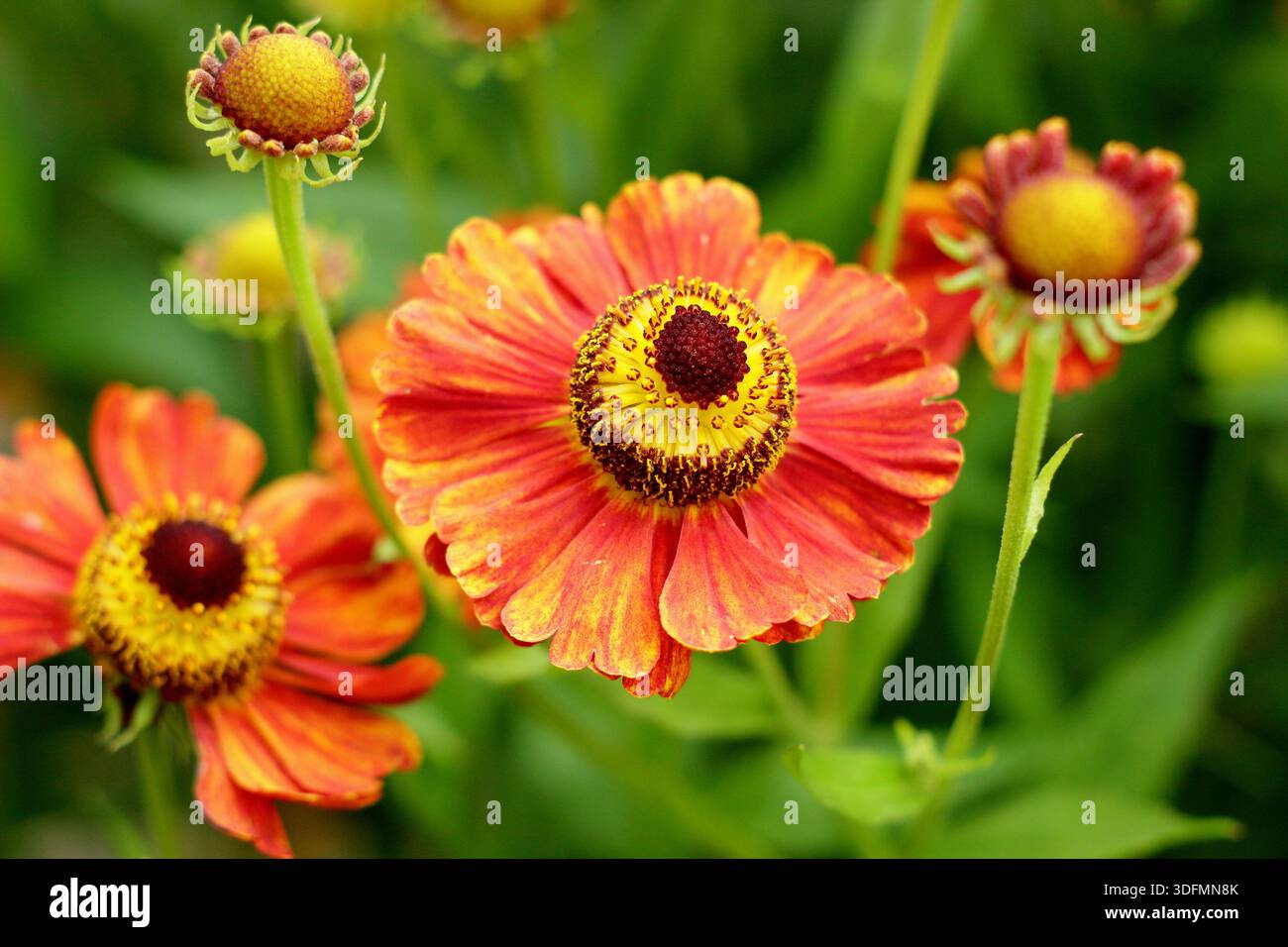 Helenium Marion Nickig starnutisce con masse di margherite arancione rosso giallo come fiori a metà estate e autunno, attraente per gli impollinatori Foto Stock
