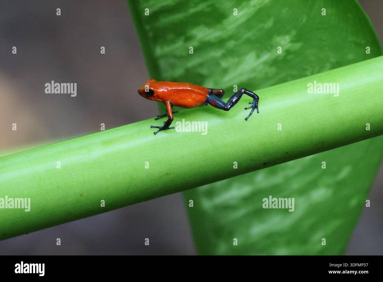 Una rana veleno di fragole o una rana di jeans blu su un fogliame verde in Costa Rica Foto Stock