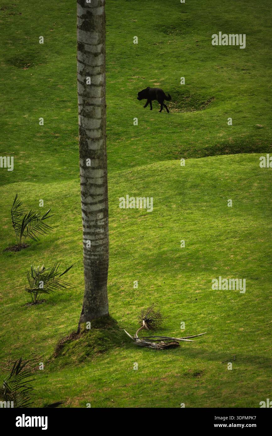 Vista di un'alta e snella palma che si innalza da vivaci campi verdi, con un cane scuro che circonda il paesaggio, la Valle del Cocora, il Salento, Quindio, Co Foto Stock