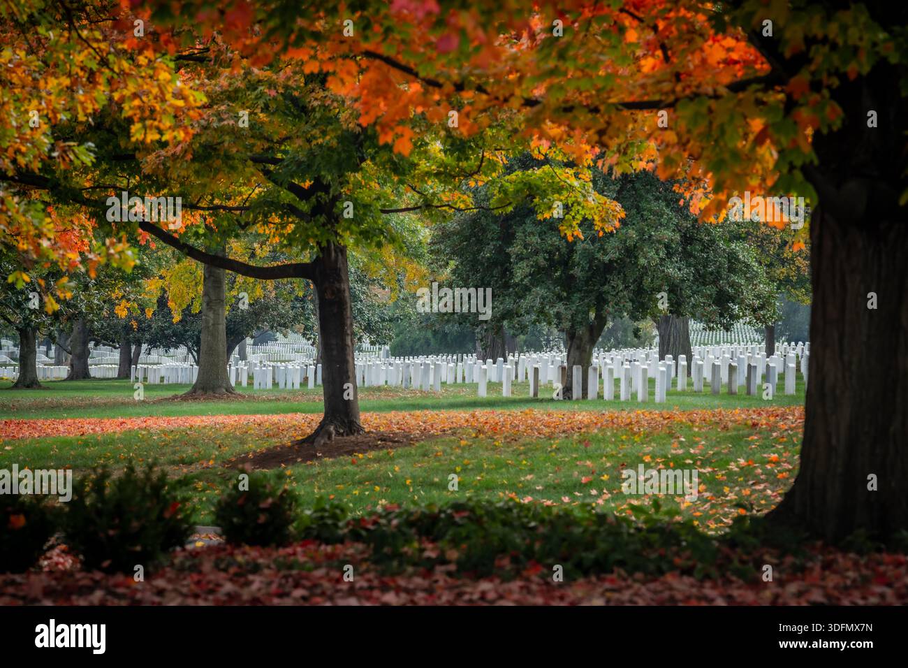 Veduta di file di lapidi bianche in solenne formazione sotto il vibrante baldacchino degli alberi autunnali, foglie sparse per terra, Arlington, V. Foto Stock