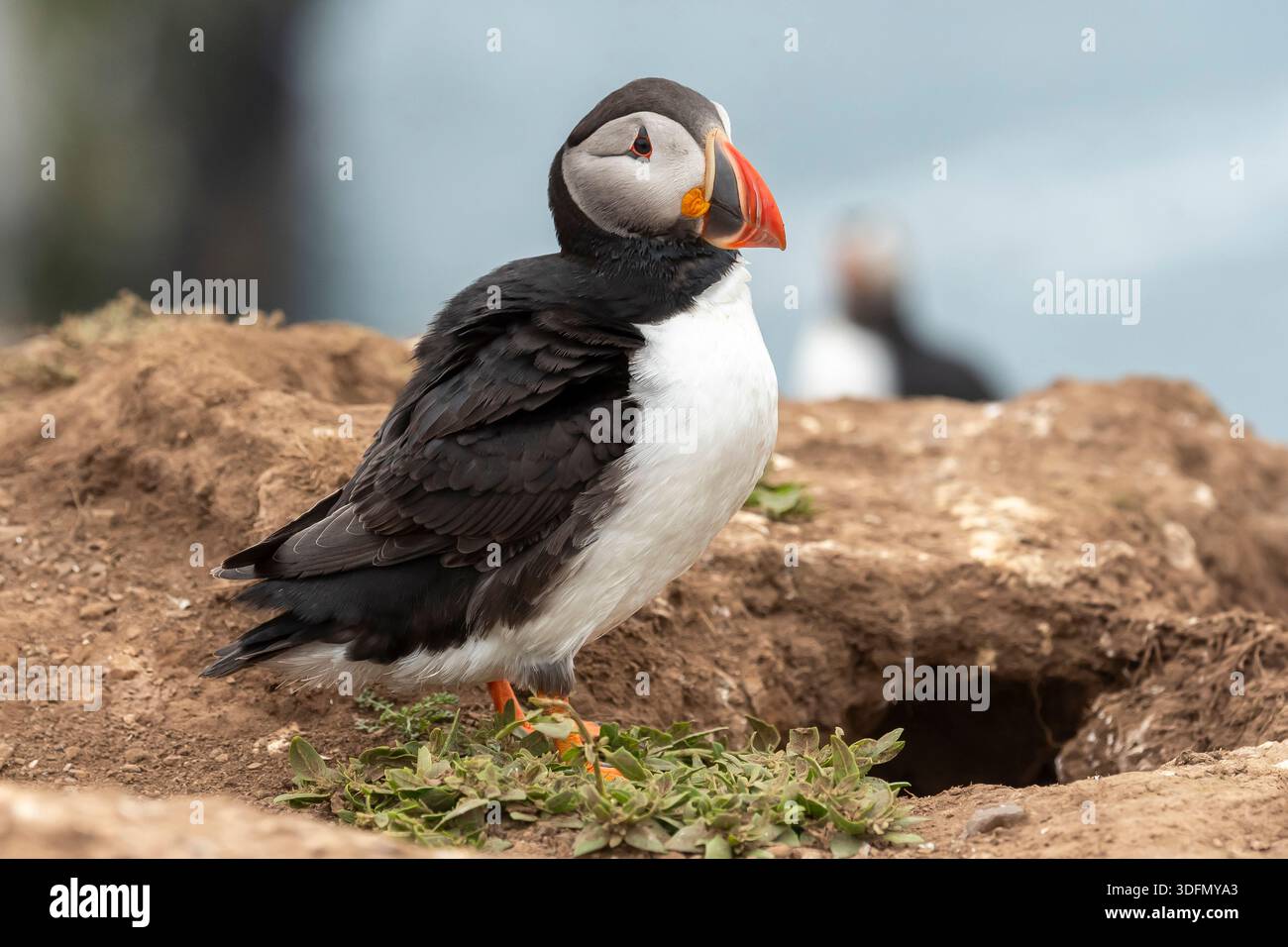 Puffin atlantica (Fratercula arctica) vicino alla sua tana su Skomer Island, Pembrokeshire, Galles, Regno Unito Foto Stock