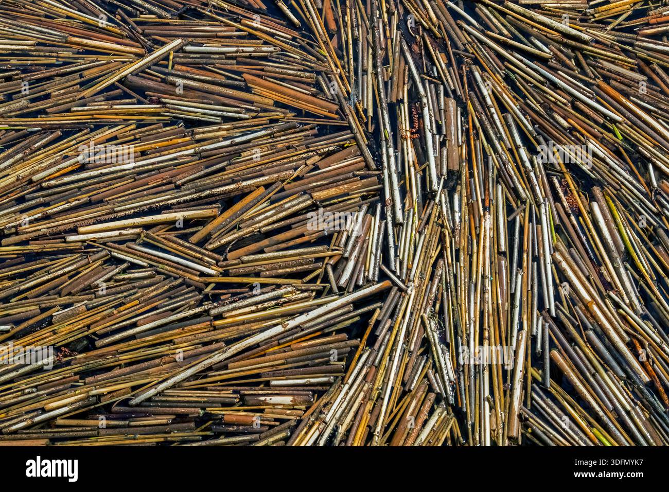 Canne comuni (Phragmites australis / Phragmites communis) steli di canne rotte galleggianti nell'acqua di stagno nelle zone umide in primavera Foto Stock