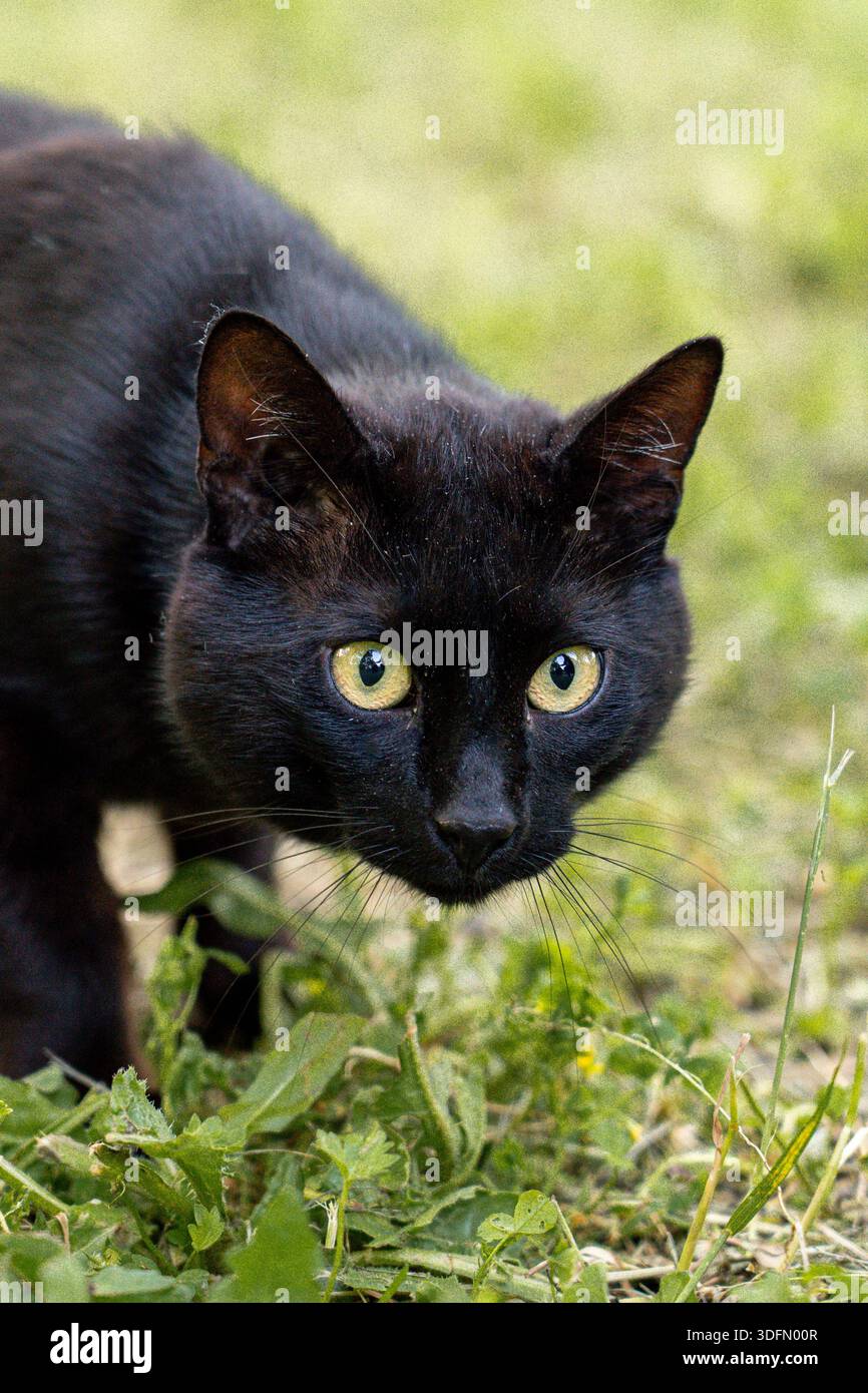 Ritratto di un gatto nero Foto Stock