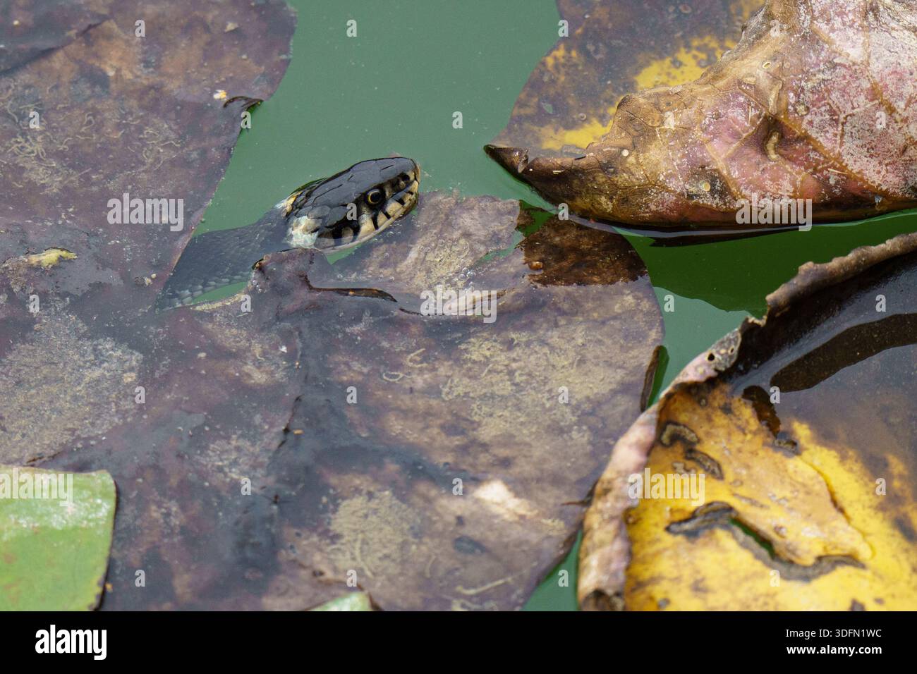 Un elegante e non velenoso serpente europeo d'erba scivola furtivamente attraverso l'acqua, con la testa che emerge dall'ombra di grandi ninfee verdi Foto Stock