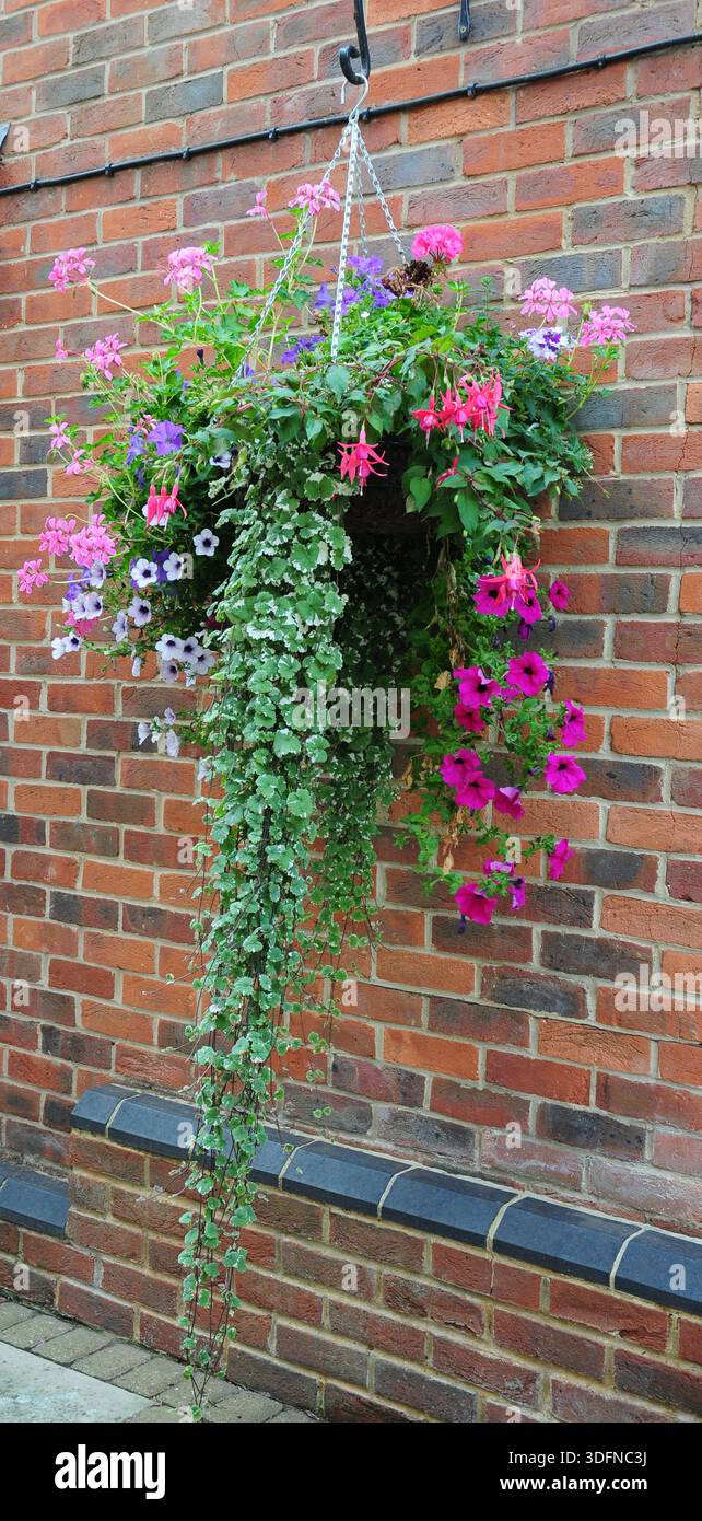 Cesto appeso su un muro a Marlborough Foto Stock