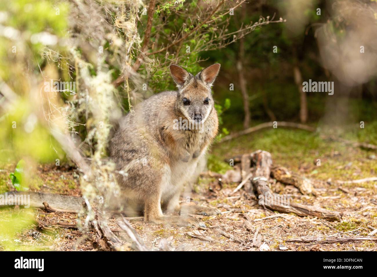 Un wallaby dama che è una specie invasiva in nuova Zelanda Foto Stock