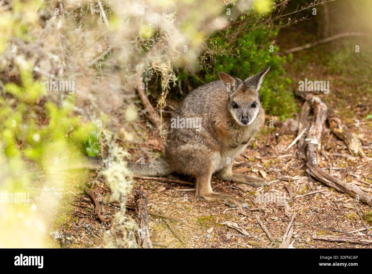 Un wallaby dama che è una specie invasiva in nuova Zelanda Foto Stock