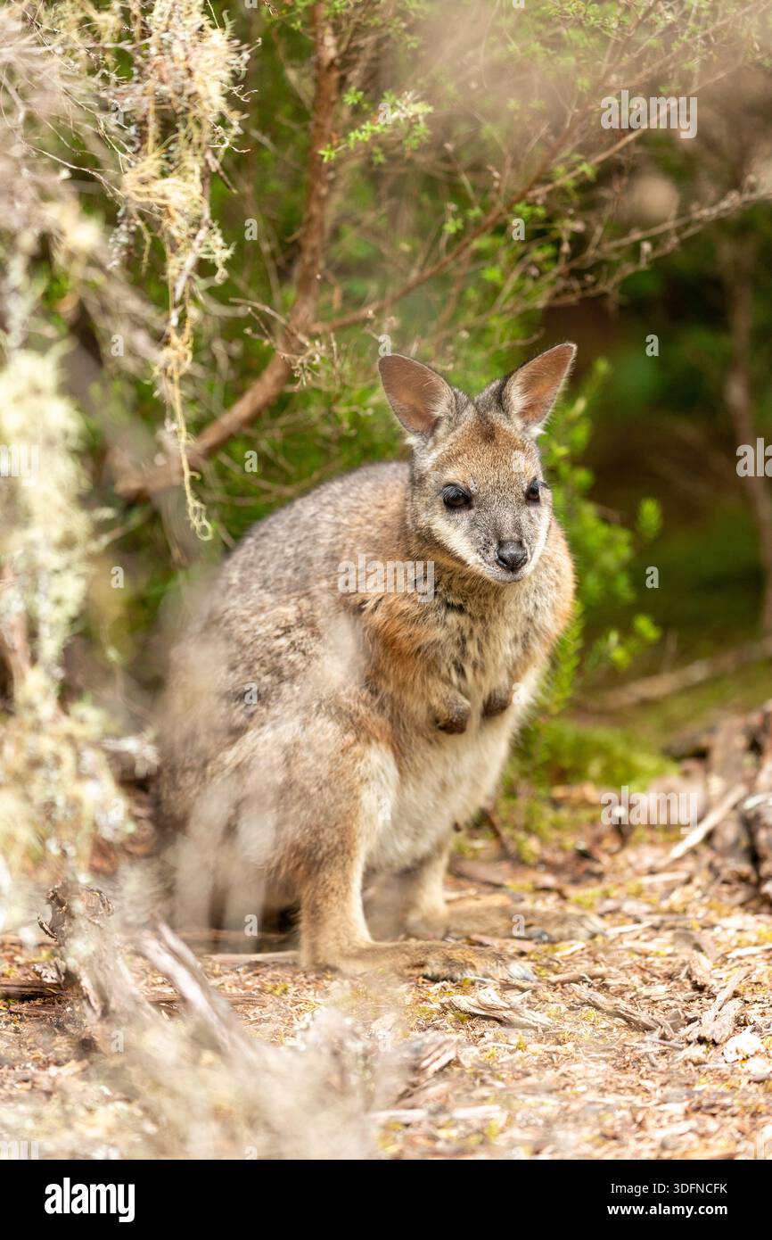 Un wallaby dama che è una specie invasiva in nuova Zelanda Foto Stock