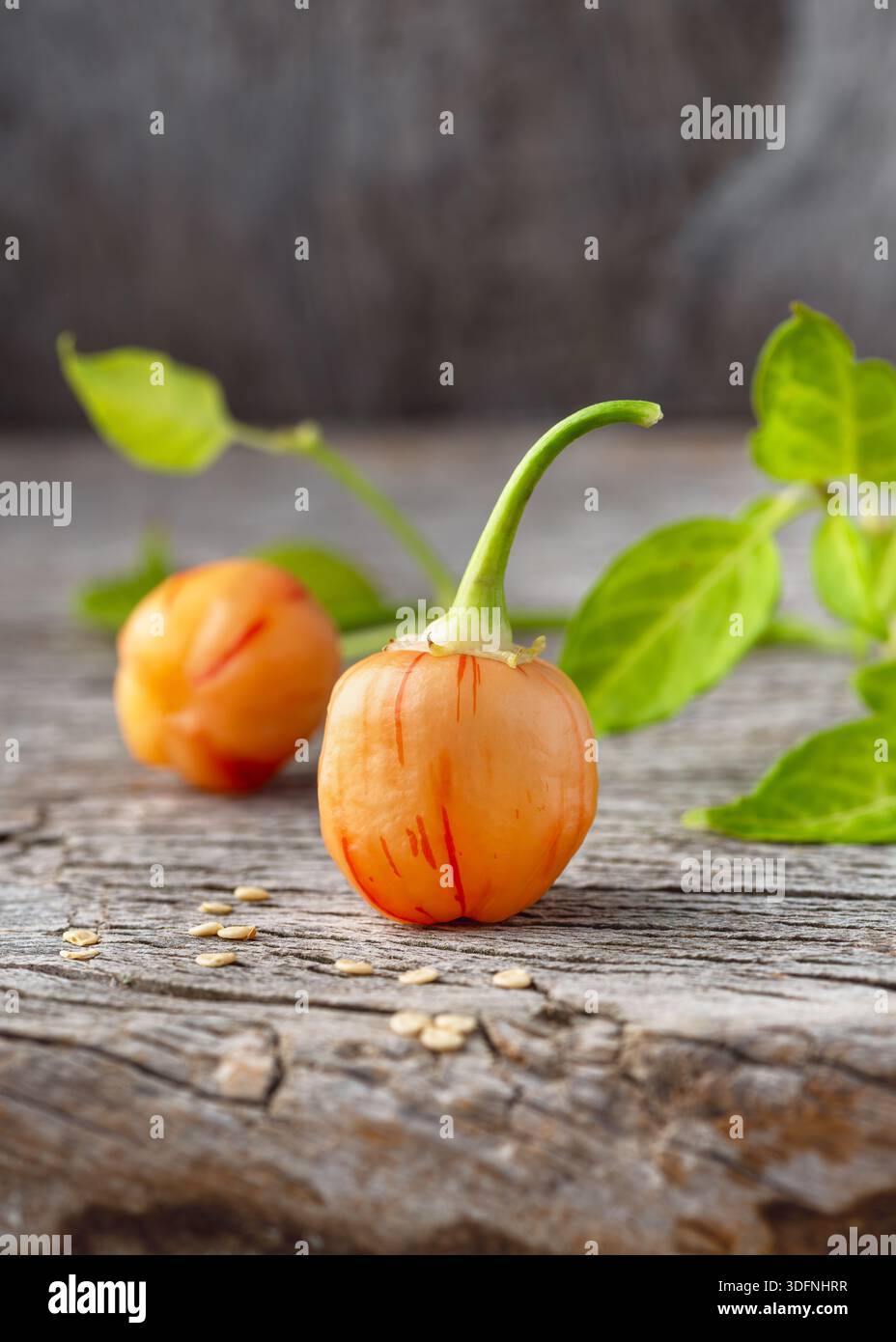 Peperoncino Stripey peppapeach esotico (Capsicum baccatum) su una superficie in legno invecchiato con foglie verdi. Esclusivo pepe a righe, raccolto fresco Foto Stock