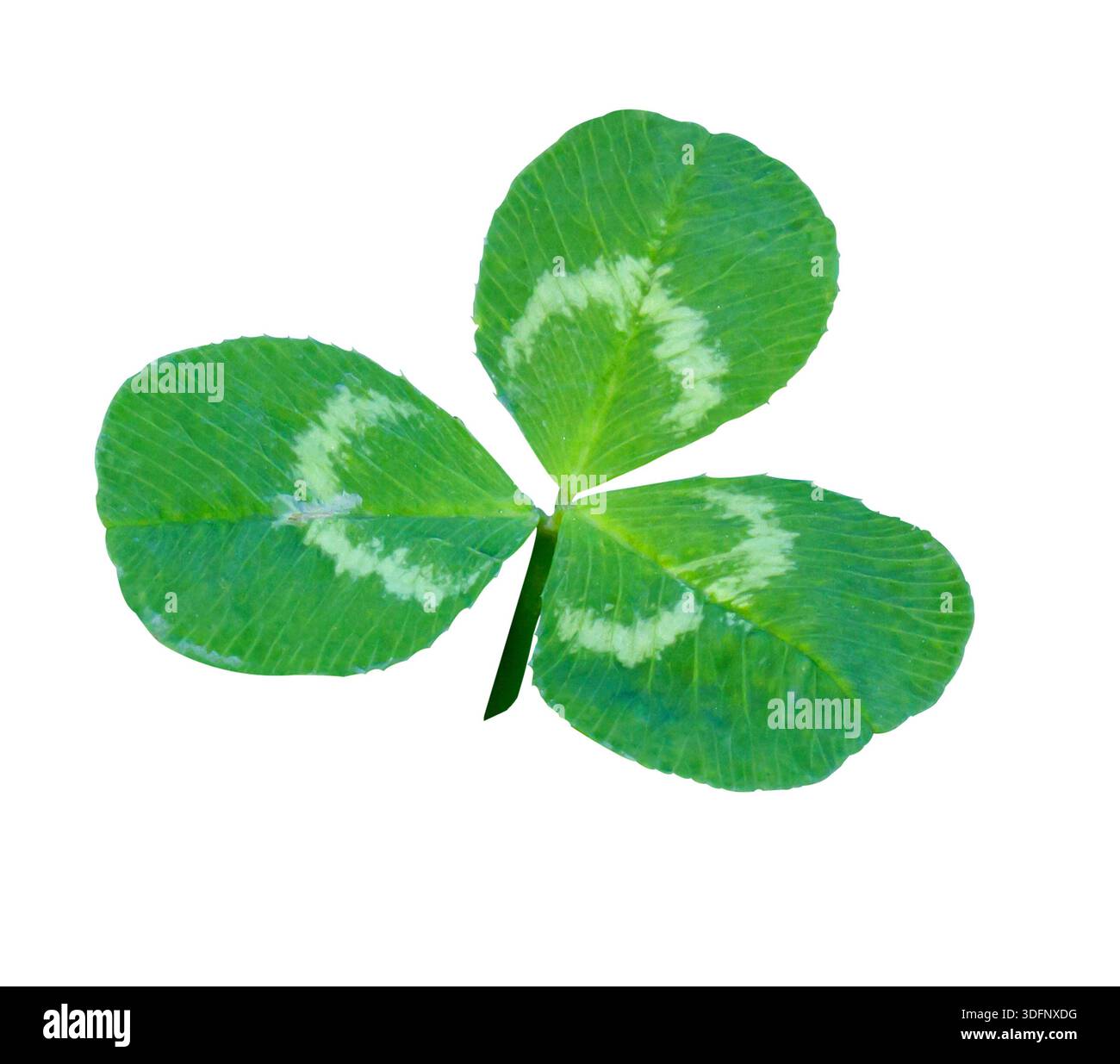 Un trifoglio Shamrock a tre foglie, pianta trifolium isolata su sfondo bianco con percorso di ritaglio. Simbolo del giorno di San Patrizio. Foto Stock