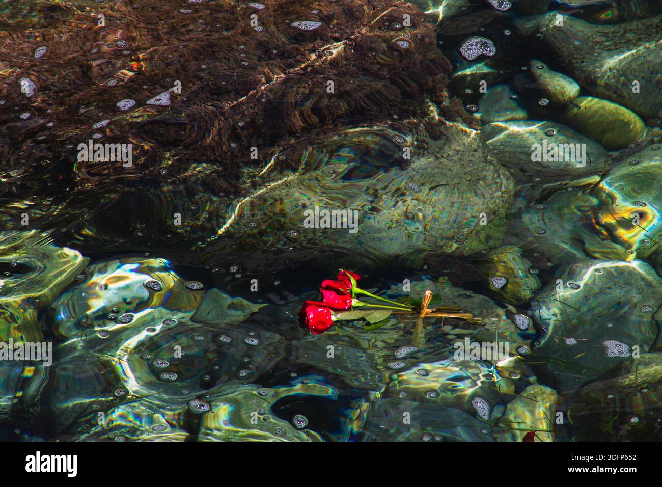 Un secchio di romantiche rose rosse che galleggiano su acque cristalline del mare con dolci onde che colpiscono rocce sommerse sulla riva Foto Stock