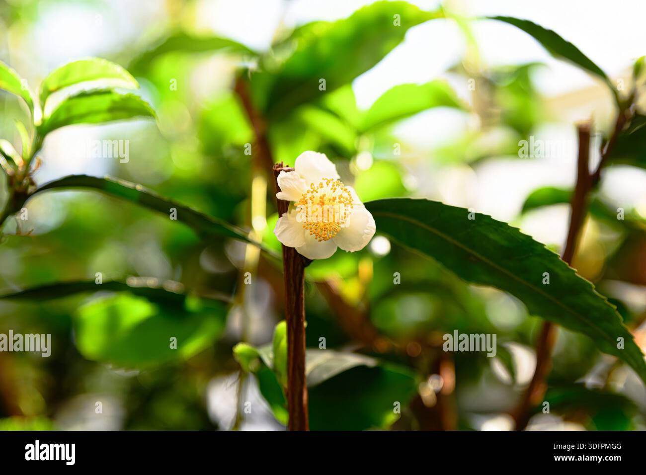 Fiore bianco della pianta di tè Camellia sinensis con stami gialli tra foglie verdi in luce naturale che creano un fresco sfondo botanico Foto Stock