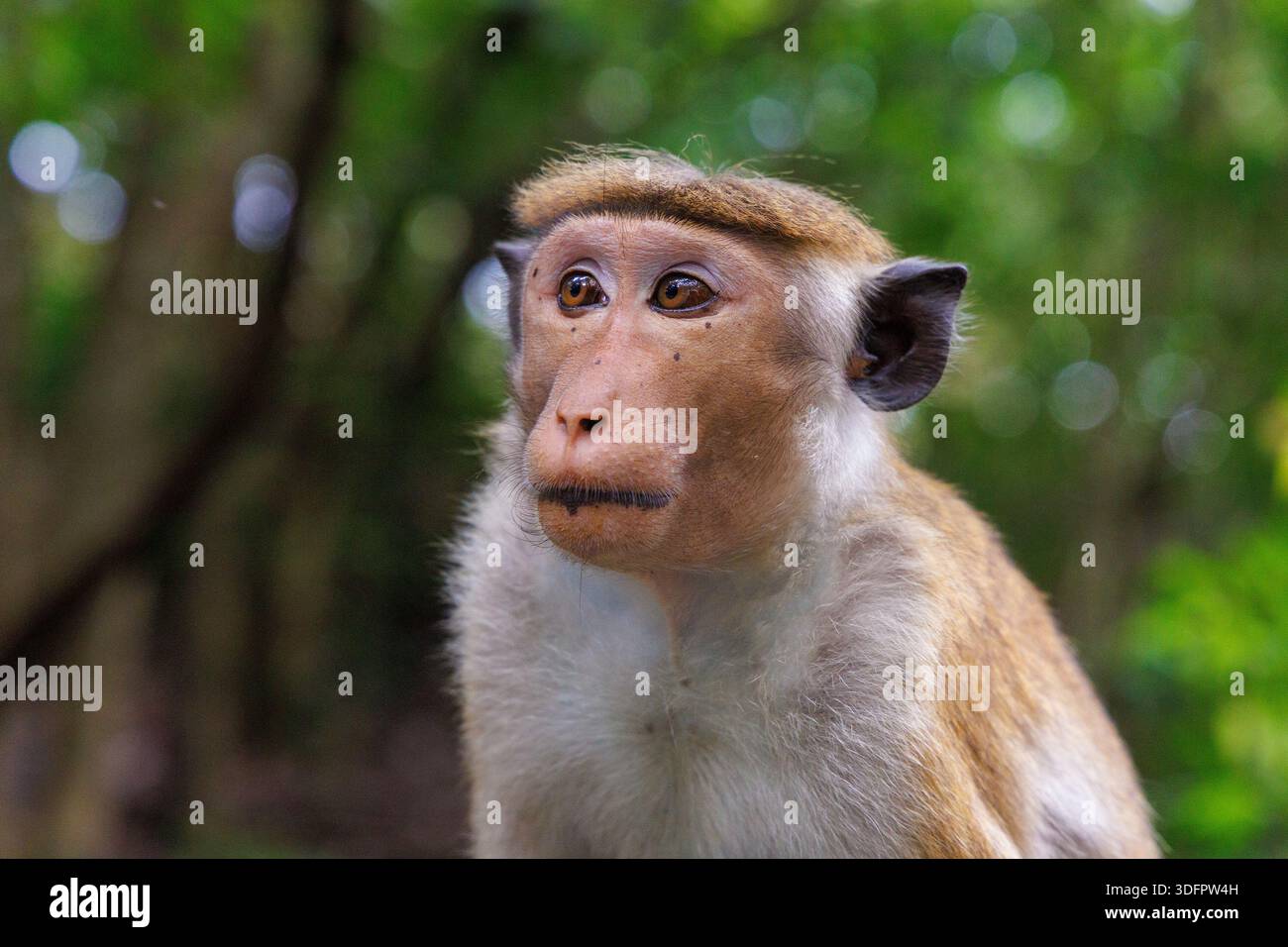Ritratto di una Toque Macaque (Macaca sinica), scimmia endemica dello Sri Lanka Foto Stock