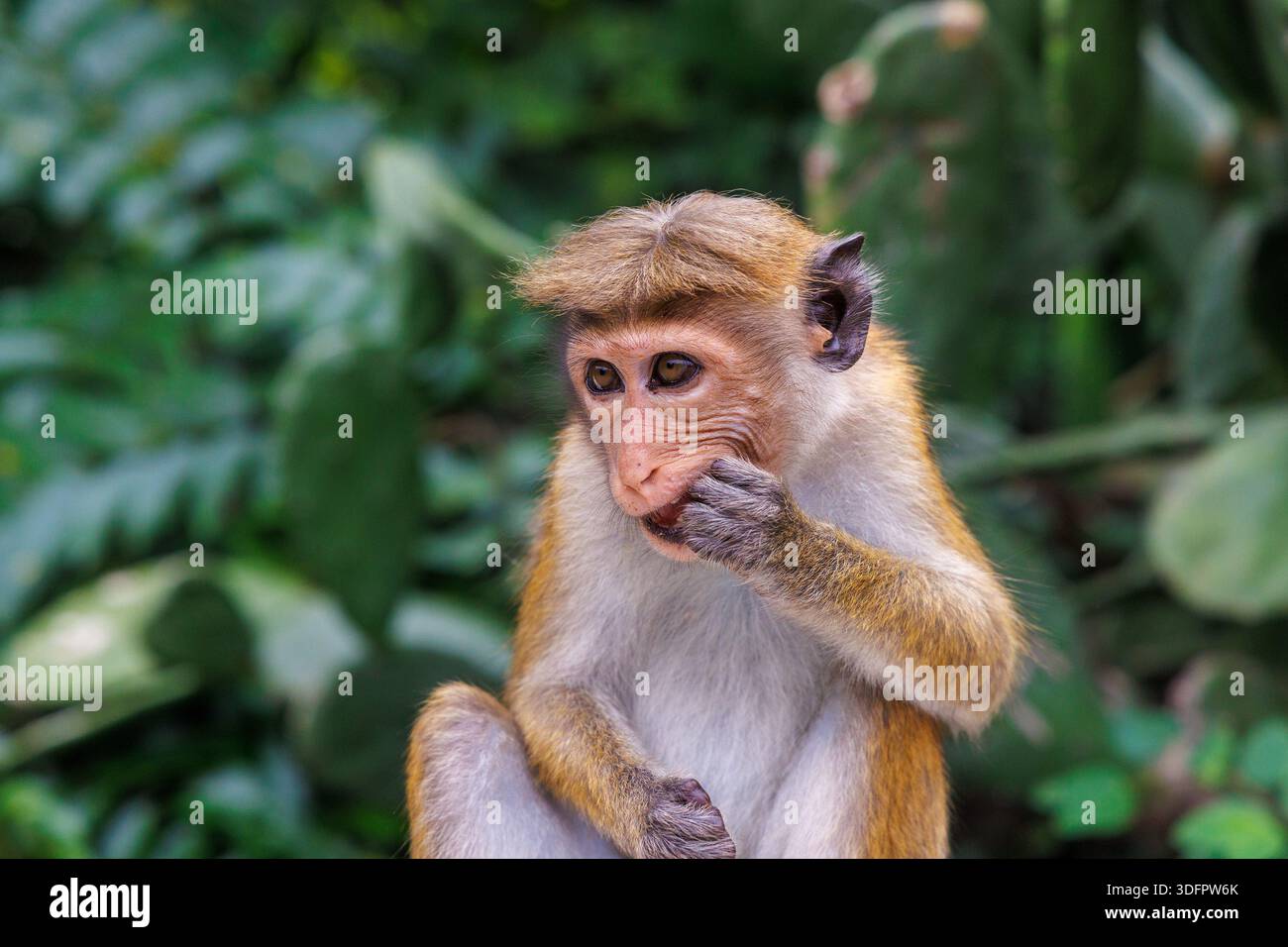 Ritratto di una Toque Macaque (Macaca sinica), scimmia endemica dello Sri Lanka Foto Stock