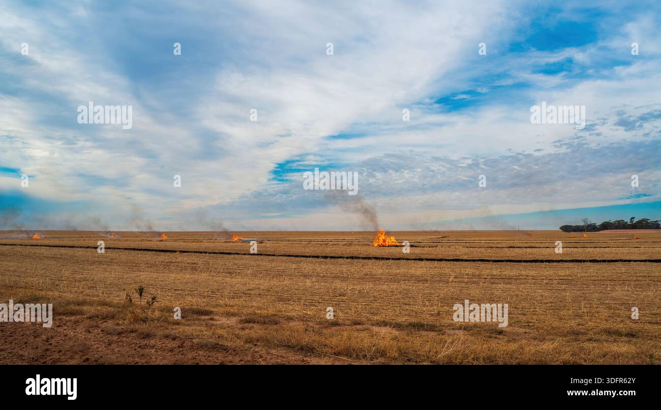 Le stoppie di frumento controllate bruciano, Australia Occidentale Foto Stock