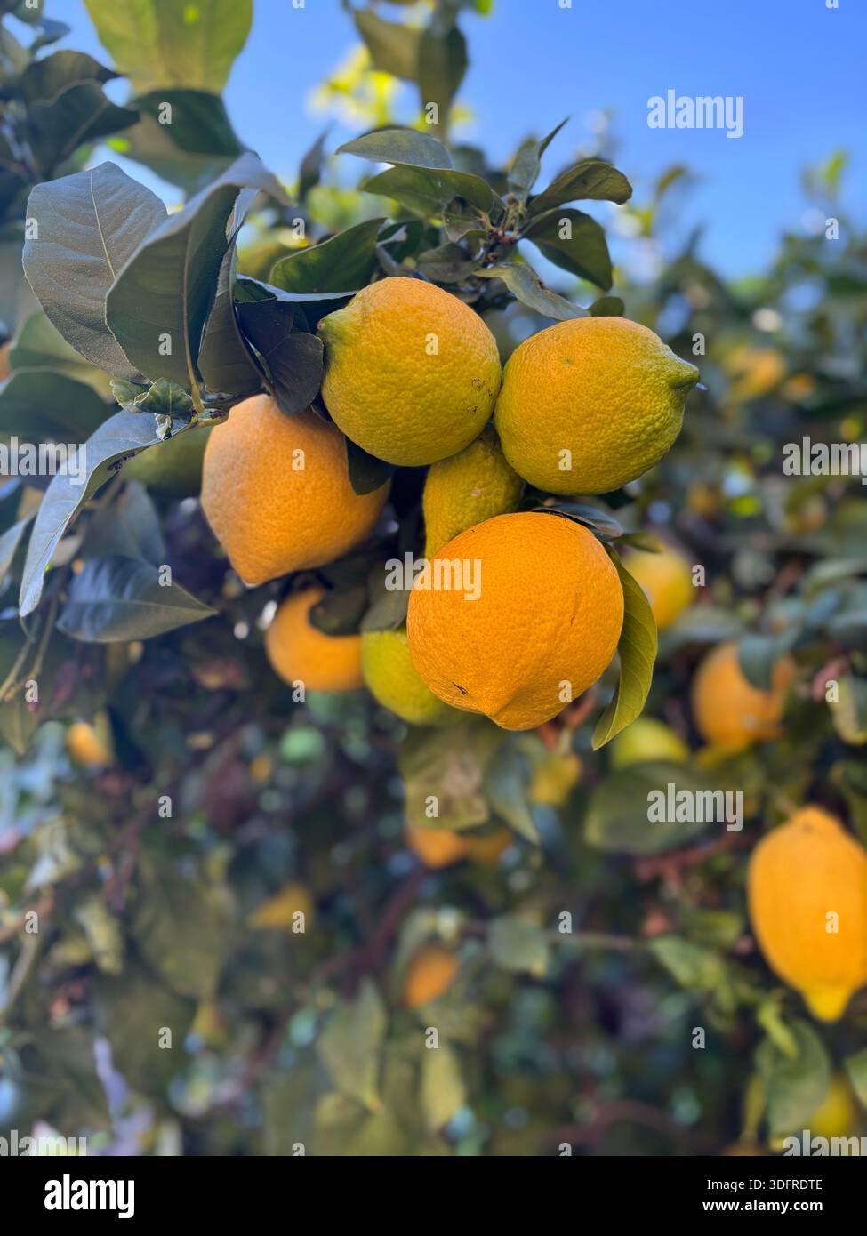 Limoni gialli vibranti - Immagine stock catturata con smartphone