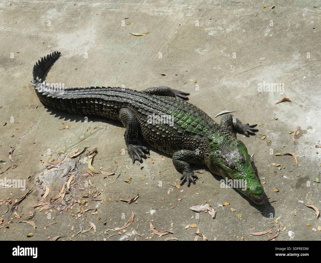 Grande coccodrillo di acqua salata in Myanmar Foto Stock