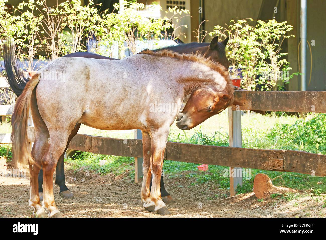 Cavallo marrone chiaro maculato che riposa nella Rural Range Foto Stock