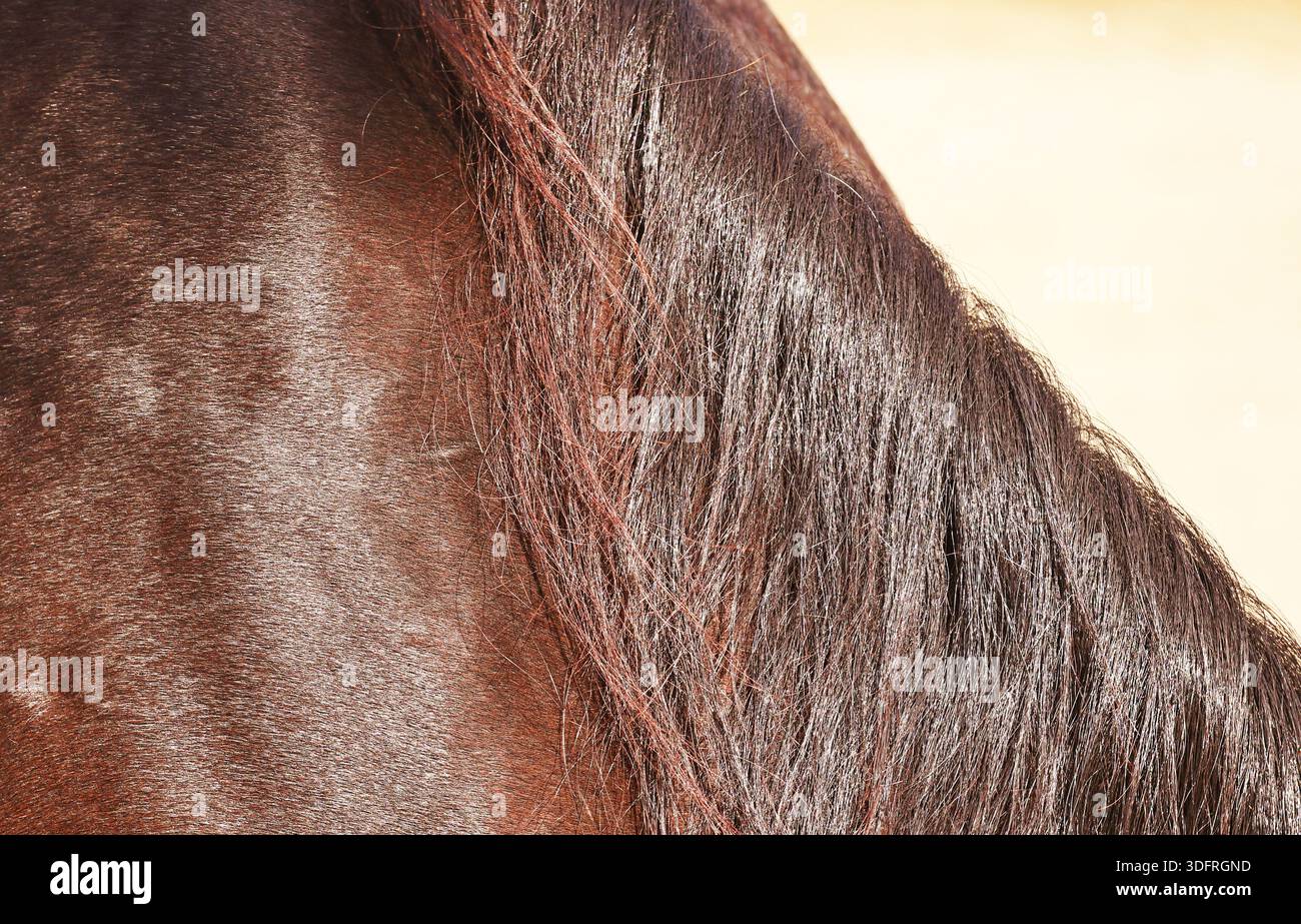 Primo piano del cappotto equino e della criniera in luce naturale Foto Stock