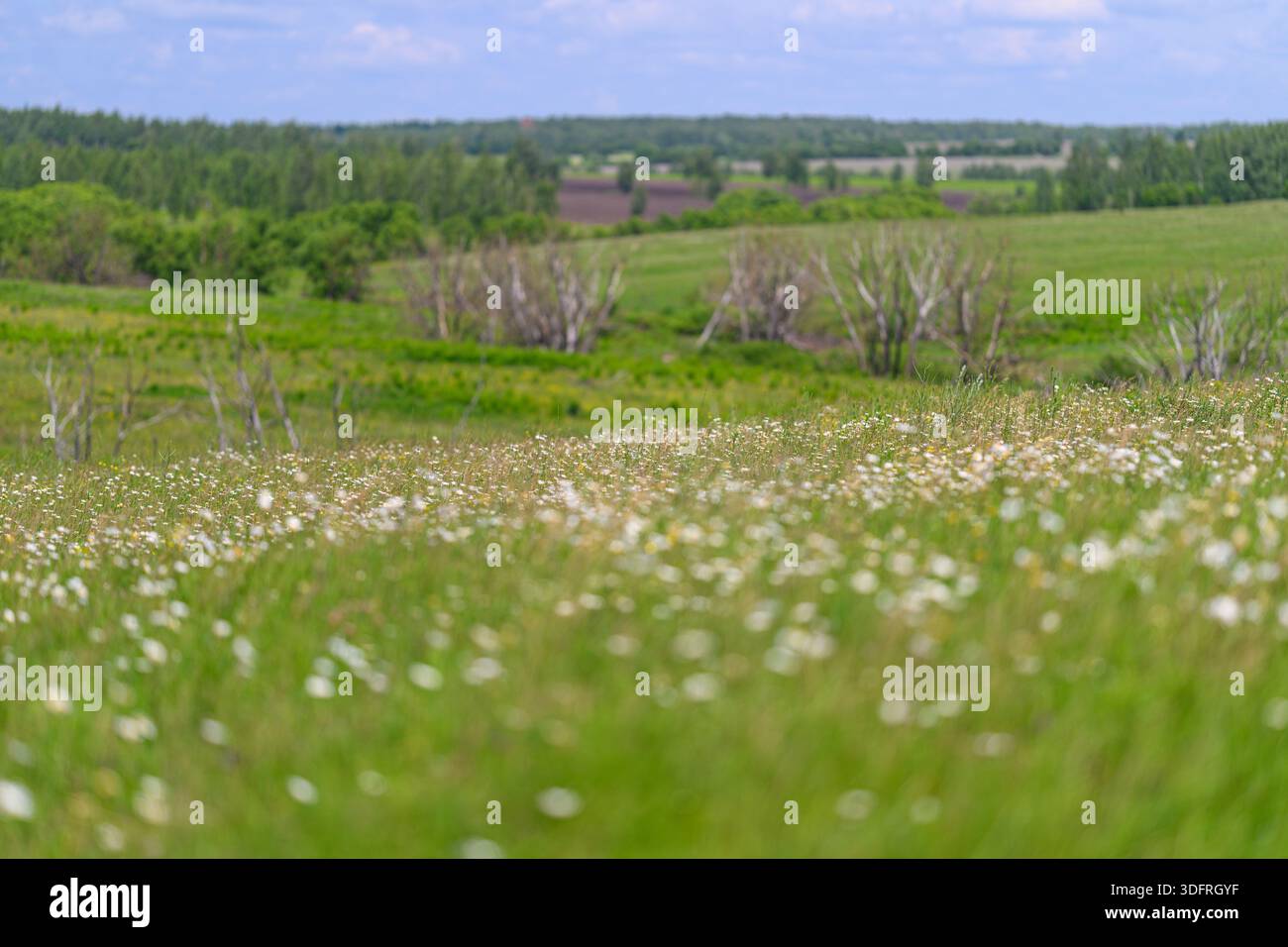 Un paesaggio tranquillo e pittoresco caratterizzato da vibranti fiori selvatici che fioriscono in prati lussureggianti sotto un cielo blu cristallino Foto Stock