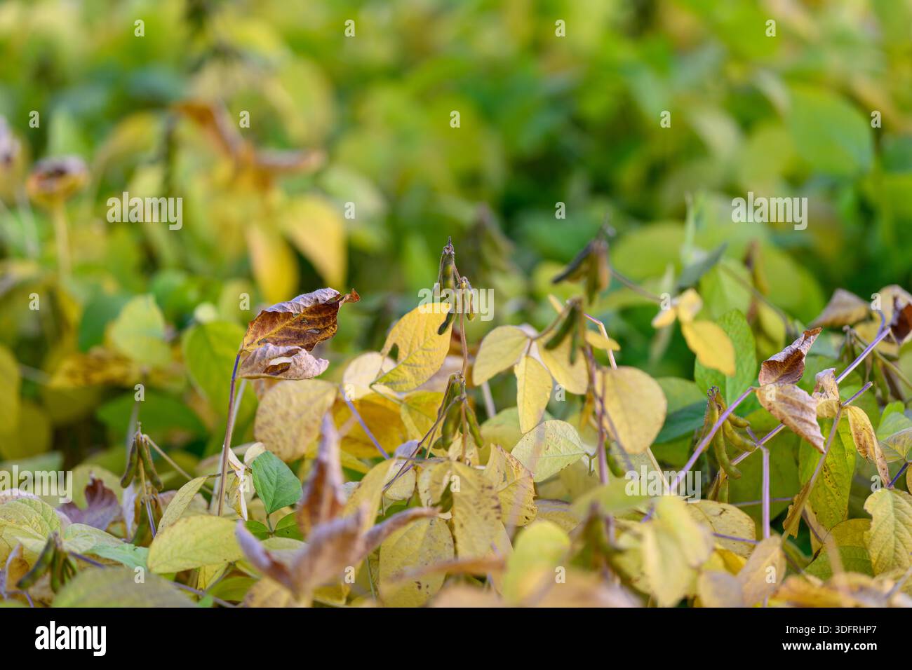 giovani foglie di soia che mostrano trama e venatura intricate, scolorimento macchiato e sagome delle cialde, composizione a strati con profondità ridotta Foto Stock