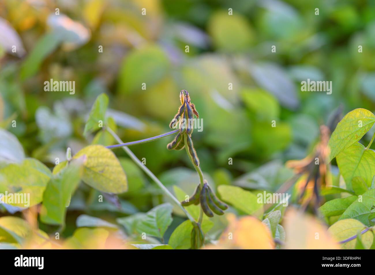 trama sperimentale di soia che mostra baccelli, scena di prova dell'agronomia con vigore vegetale variato e layout sistematico, umore scientifico che suggerisce ricerche sul campo Foto Stock