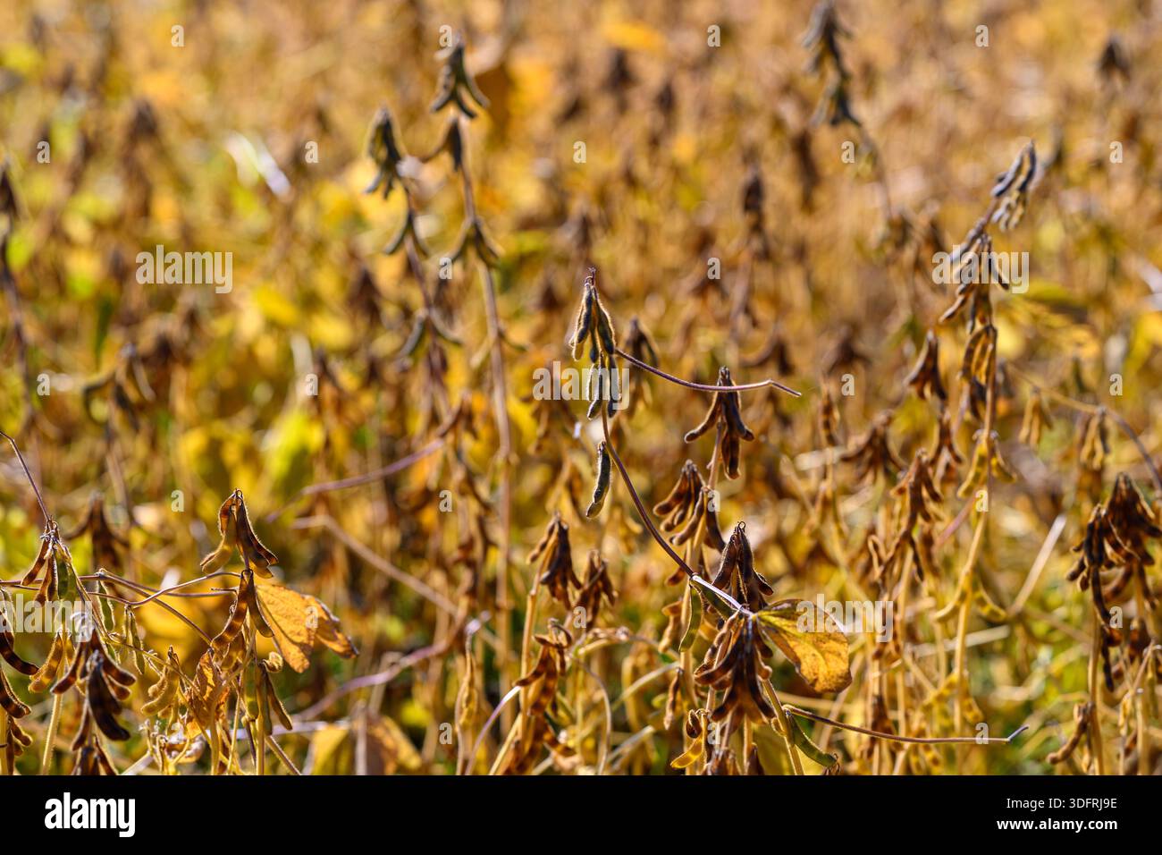 La varietà delle colture e la salute del suolo hanno sottolineato, abbracciando la diversità agricola e la conservazione del suolo per promuovere sistemi di coltivazione ecosostenibili Foto Stock
