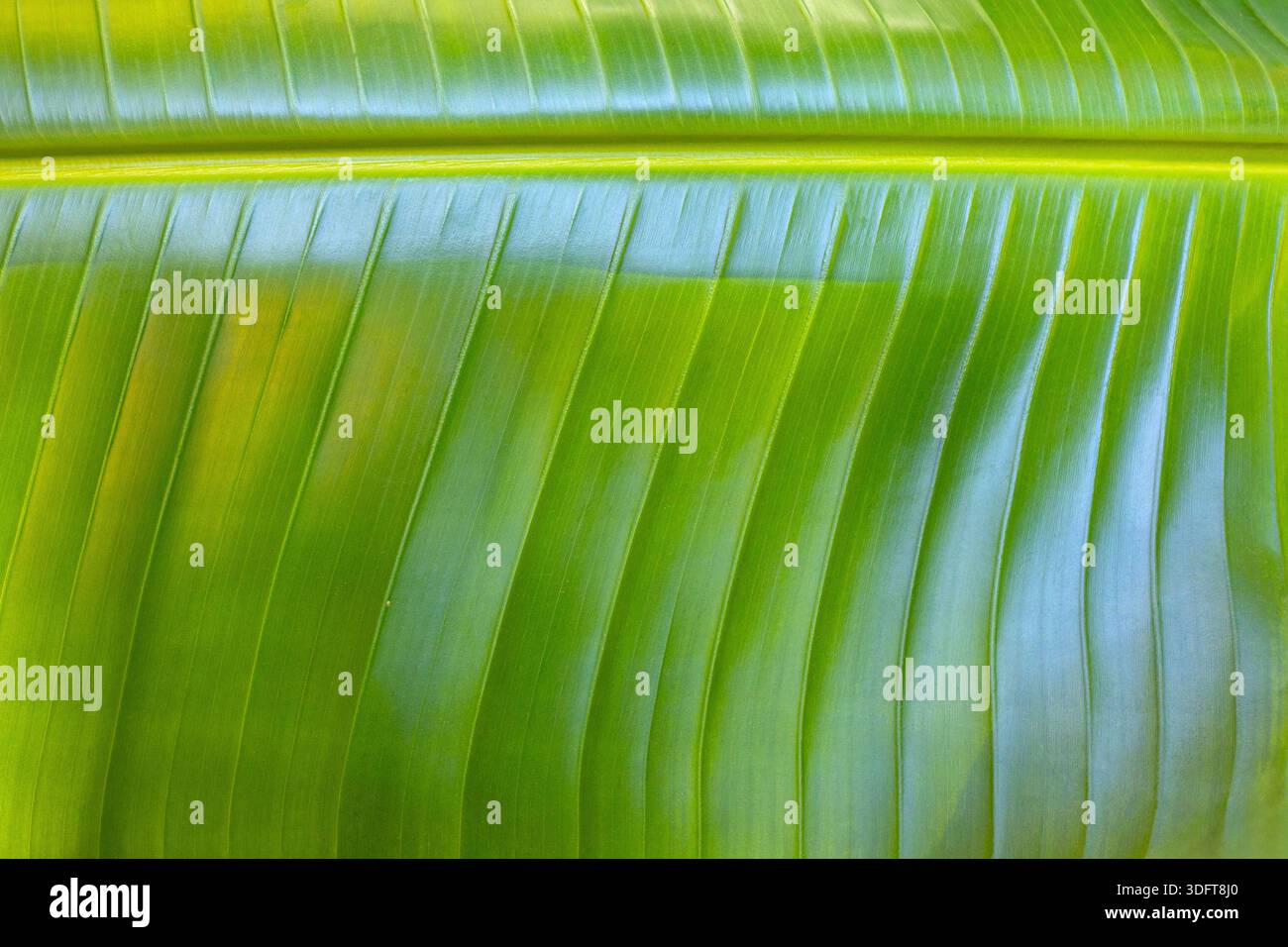 Primo piano a foglia di banana verde con linee naturali e consistenza strutturale Foto Stock