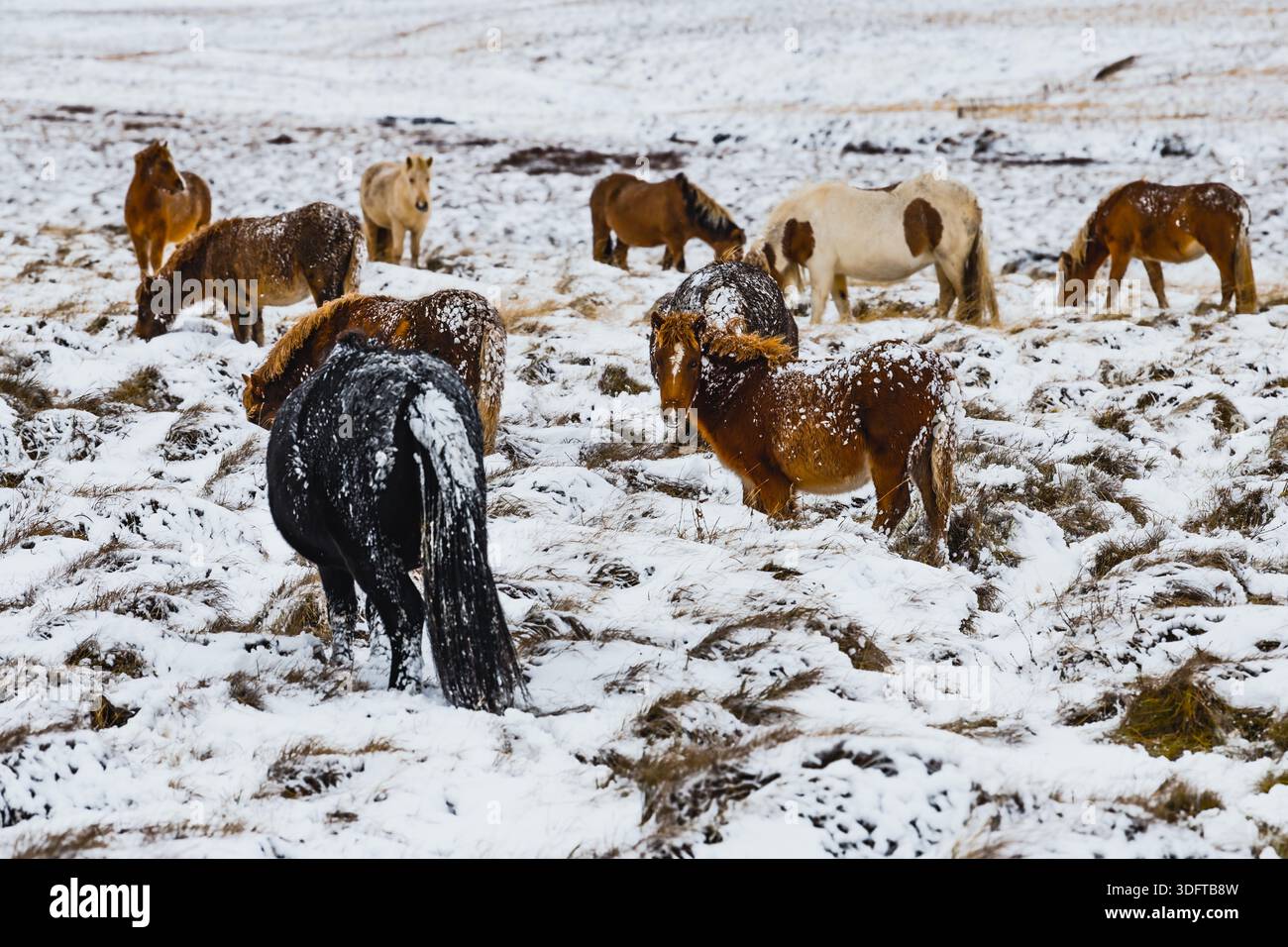 Vista dei cavalli islandesi pascolano su un pascolo polveroso di neve, i loro spessi cappotti invernali contrastano con il paesaggio bianco, Blonduos e il penino Vatnsnes Foto Stock