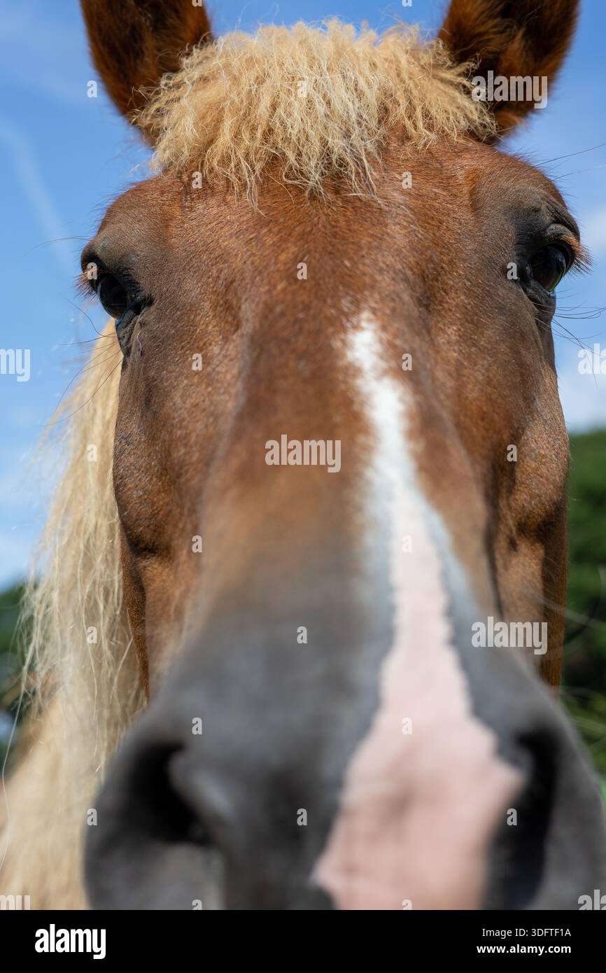 Primo piano estremo di una faccia da cavallo Foto Stock