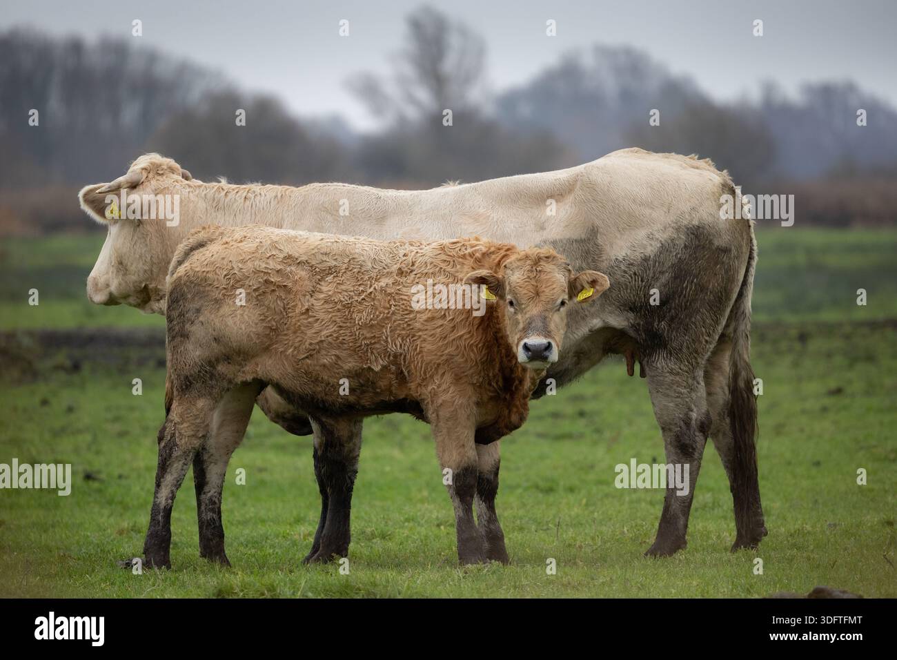 Vitello in piedi davanti alla mucca madre Foto Stock