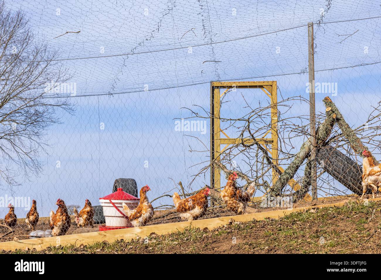 Galline che camminano all'aperto in gabbia Foto Stock