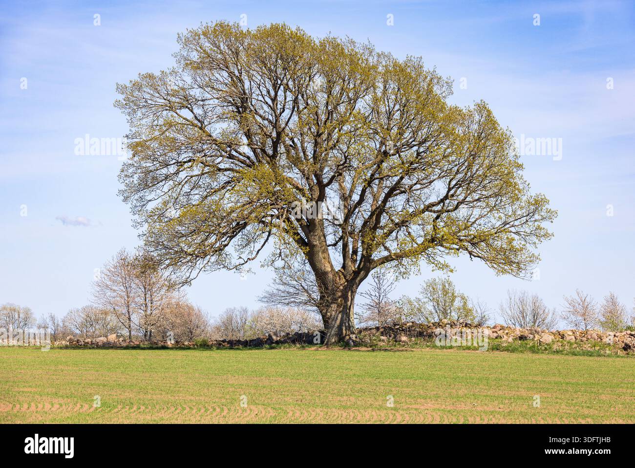Campo appena seminato con un albero solitario in erba Foto Stock