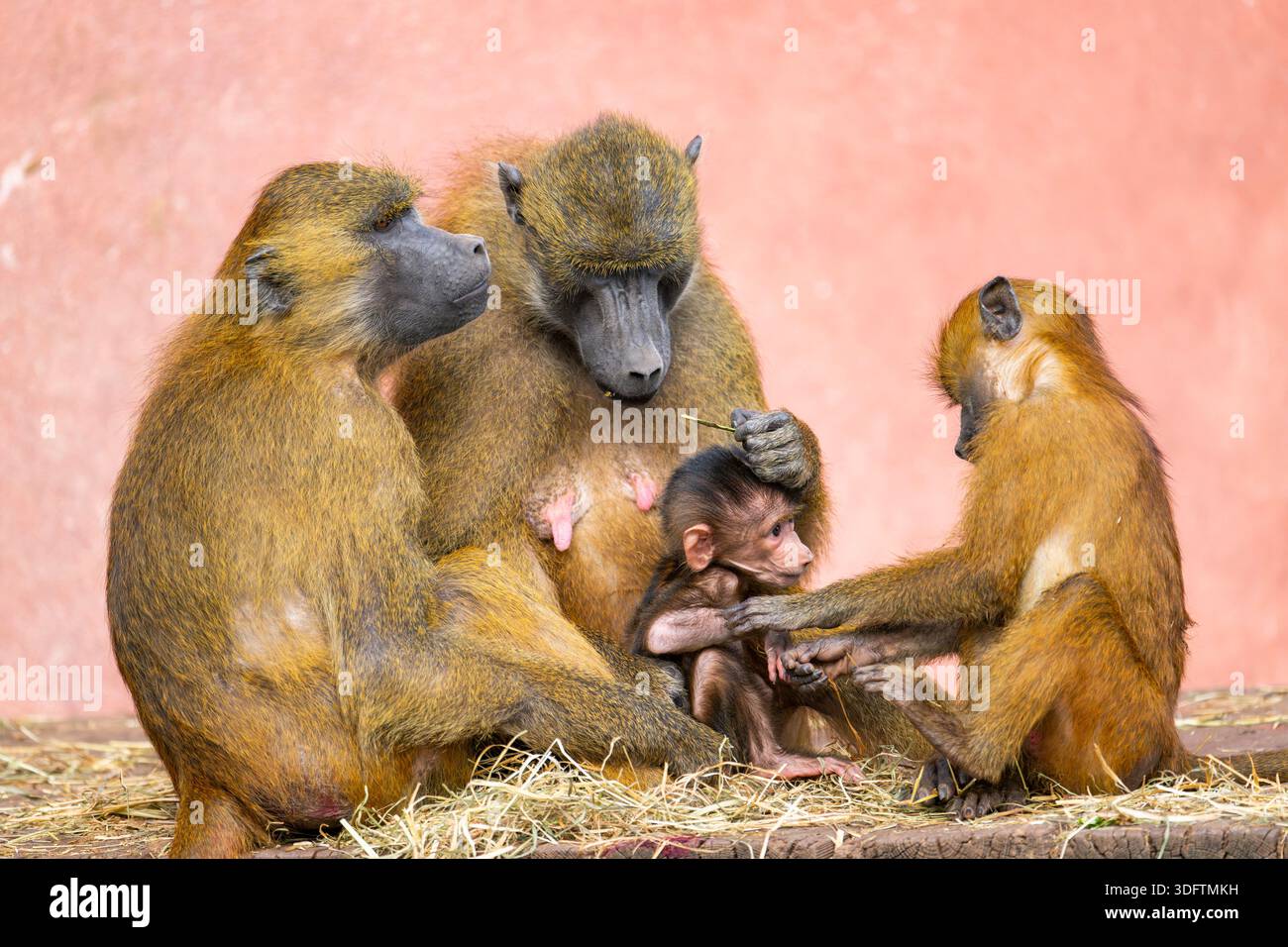 Baboon guineano, baboon occidentale (Papio papio), due femmine con i loro piccoli animali Foto Stock