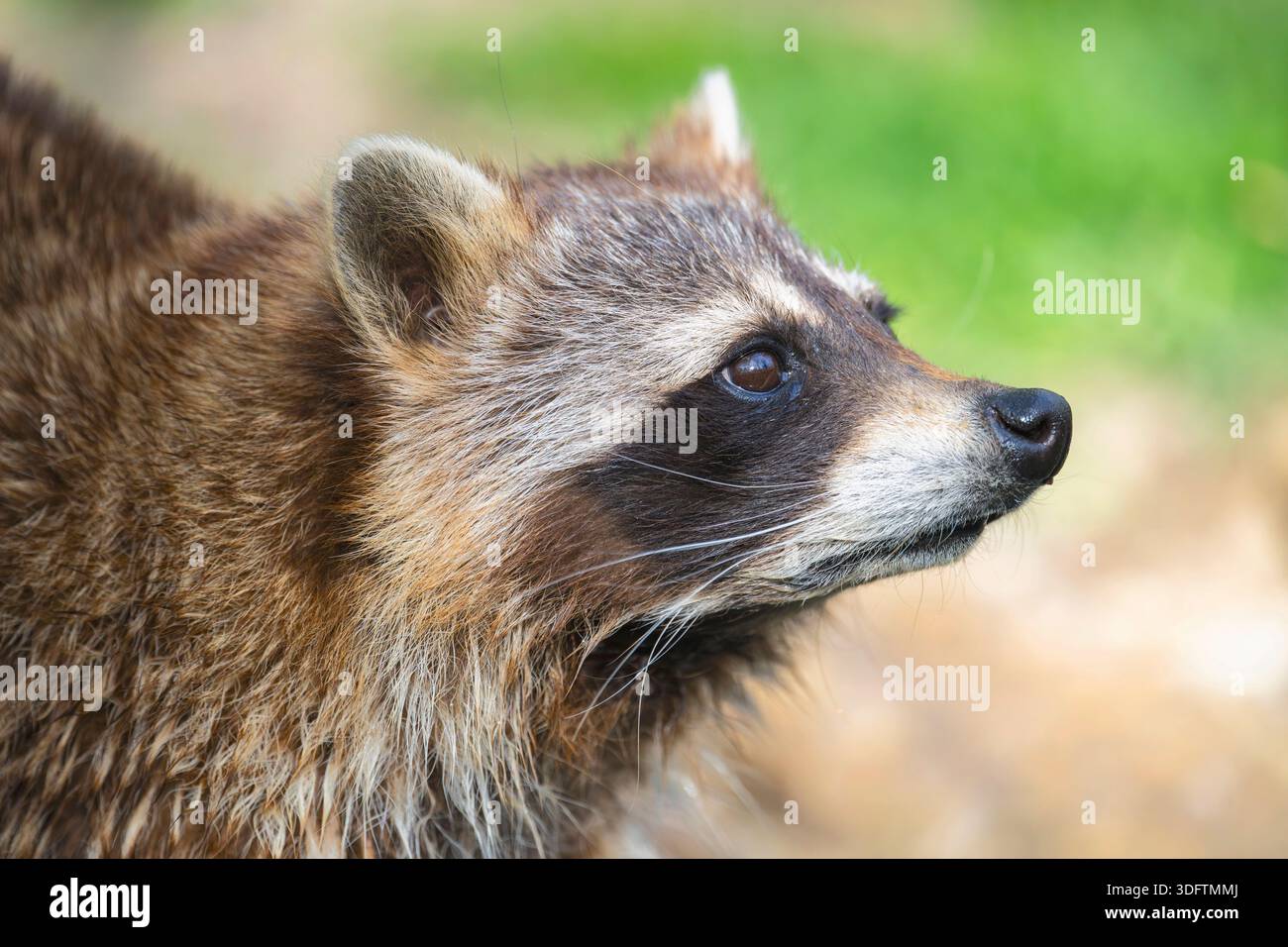 Procione comune (procione), ritratto, vista laterale, Germania, Baviera Foto Stock