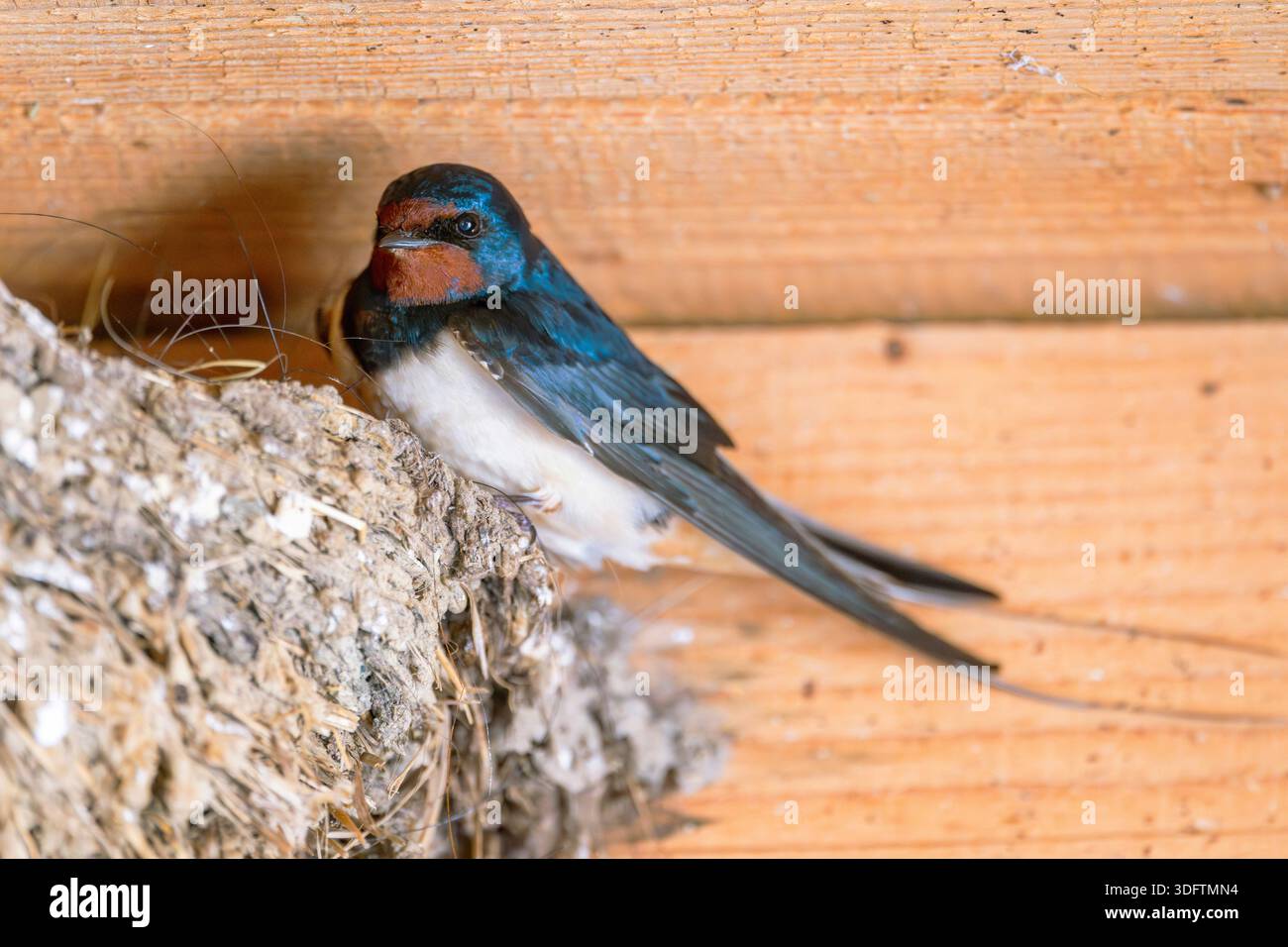 fienile (Hirundo rustica), arroccato sul nido della rondine, Germania, Baviera Foto Stock