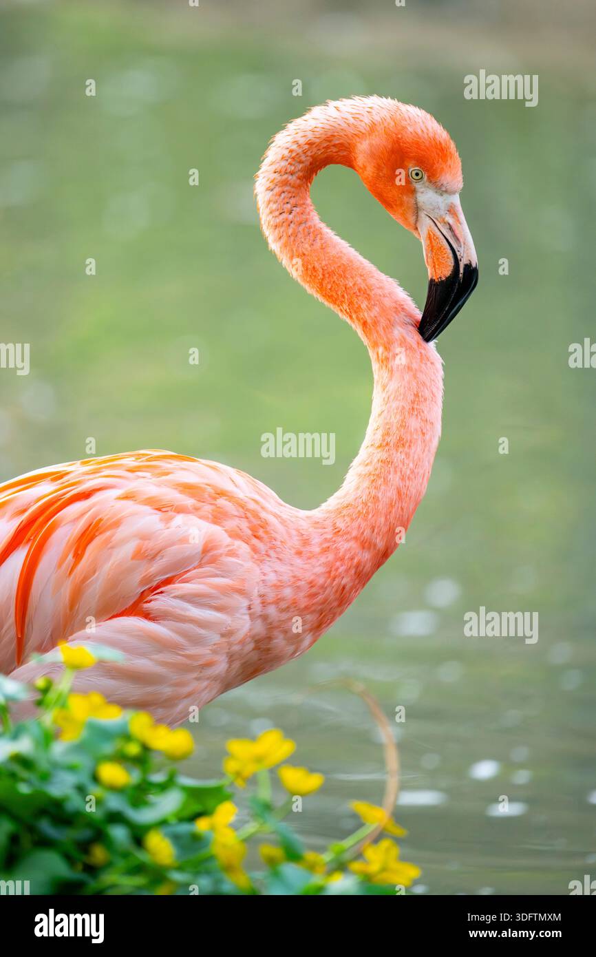 Greater flamingo, American flamingo, Caribbean Flamingo (Phoenicopterus ruber ruber), in piedi in uno stagno, ritratto Foto Stock