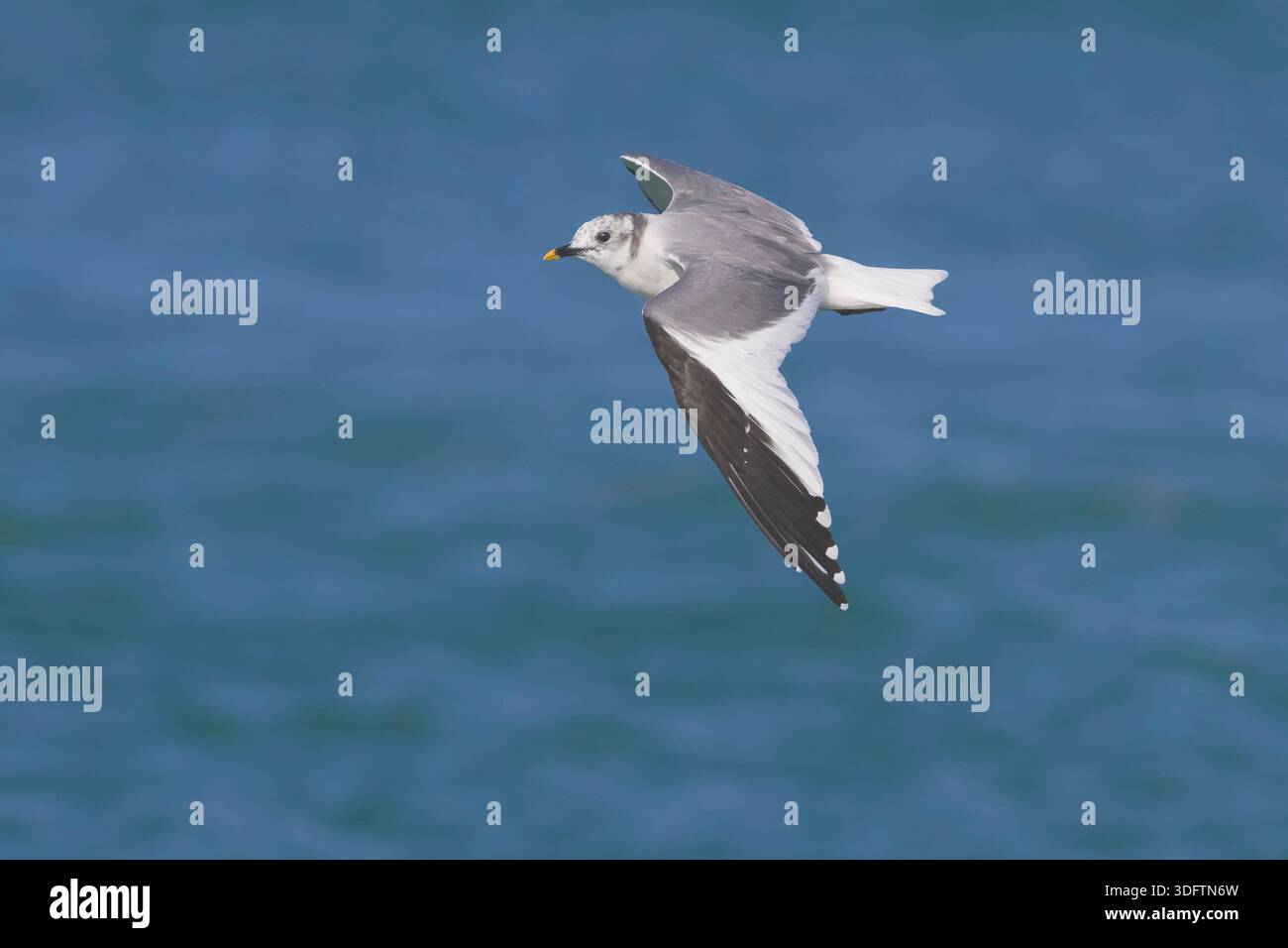 Il gabbiano di sabine, il gabbiano di Sabine (Xema sabini), in volo sull'oceano, Italia, Toscana Foto Stock