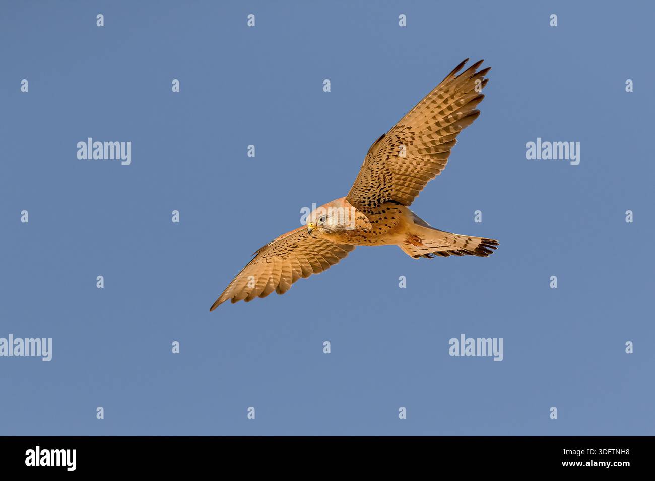 Minore gheppio (Falco naumanni), un maschio adulto, minore gheppio in volo visto dal basso contro un cielo azzurro., Spagna, Castilla la Mancha, El Tarra Foto Stock