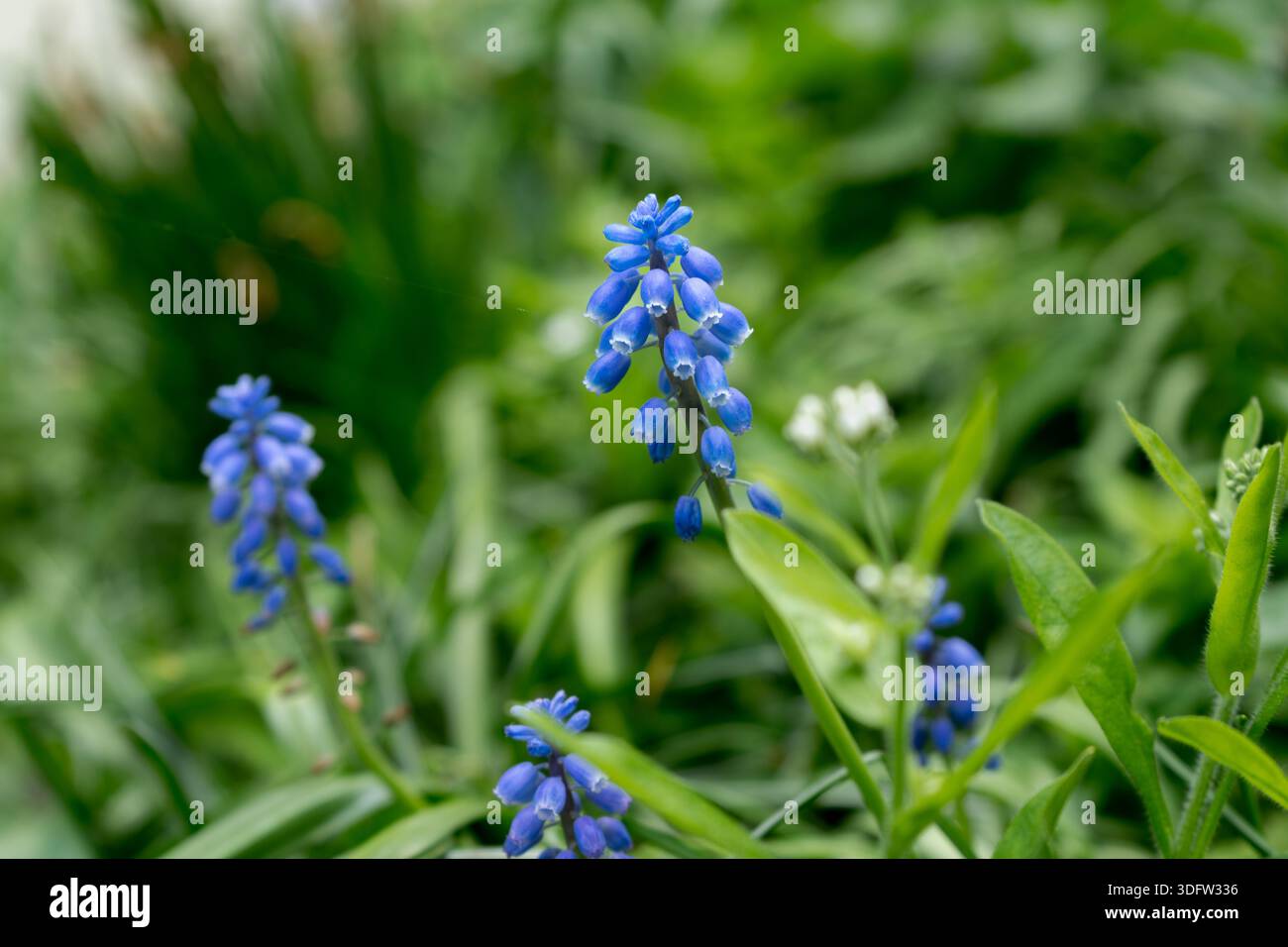 Delicati gruppi di fiori Muscari mostrano la loro intensa tonalità blu su un morbido sfondo di verde e altri piccoli fiori bianchi Foto Stock