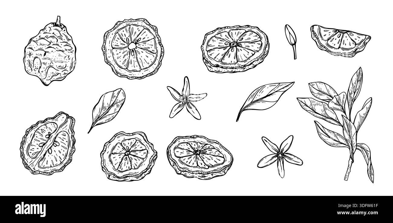 Fetta e intere fette di bergamotto, fiori di agrumi e clip art a foglia di ramo. Illustrazione monocromatica asiatica succosa frutto set vettoriale isolato. Illustrazione Vettoriale
