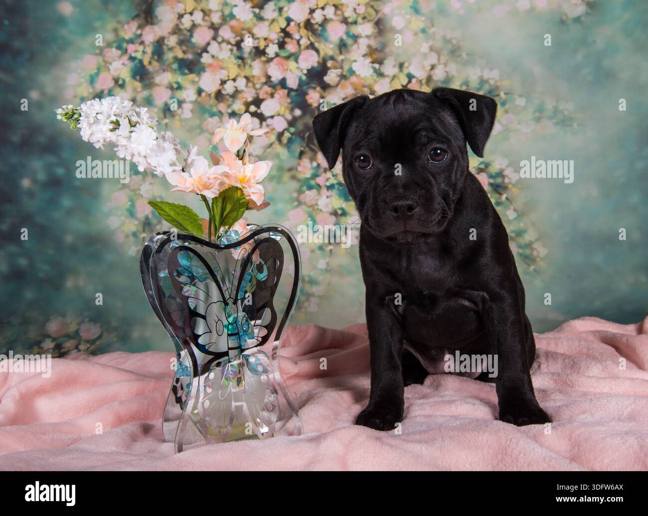 Simpatico cucciolo American Pit Bull Terrier con fiori su sfondo primaverile. Foto Stock