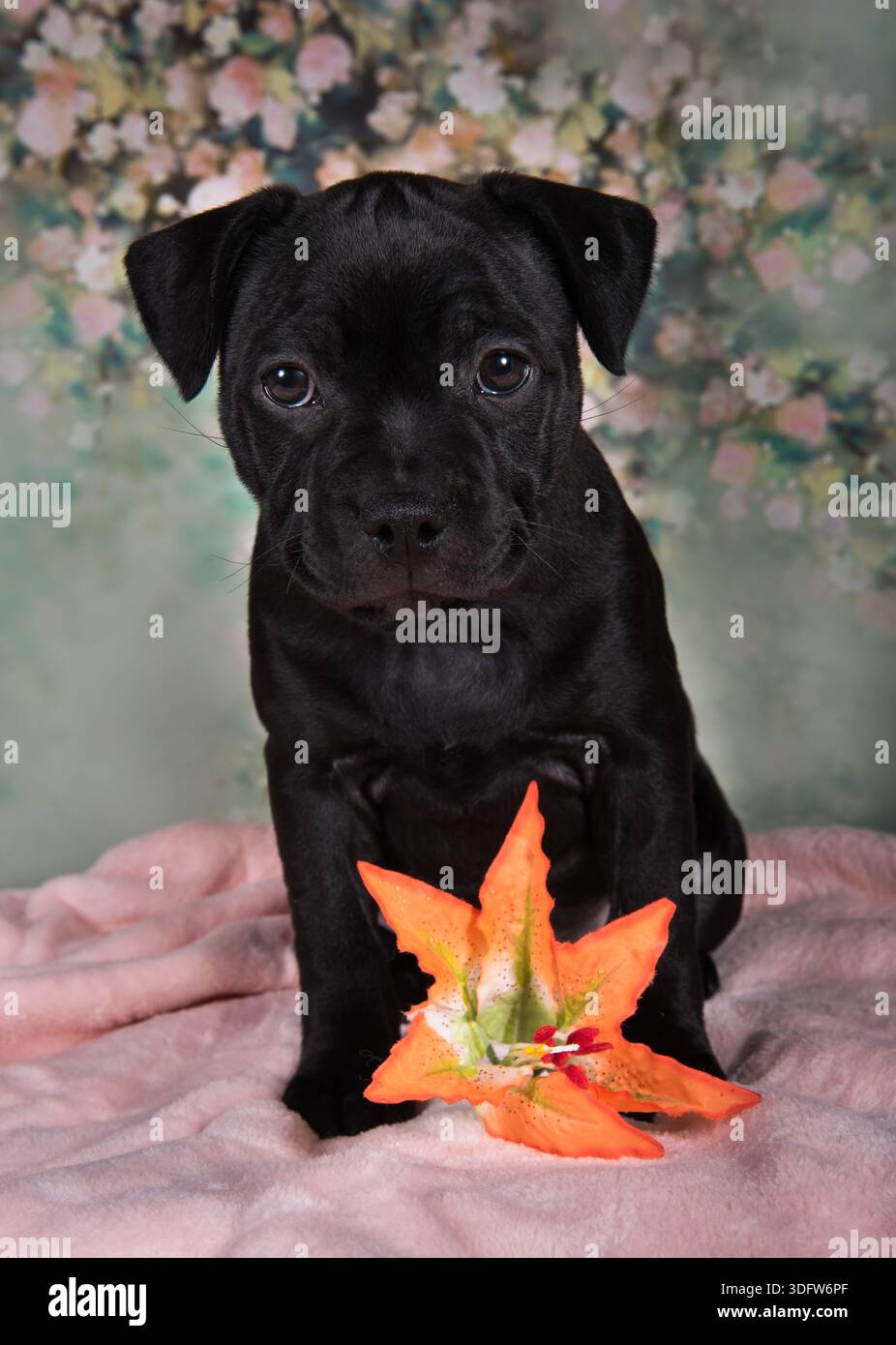 Simpatico cucciolo American Pit Bull Terrier con fiori su sfondo primaverile. Foto Stock
