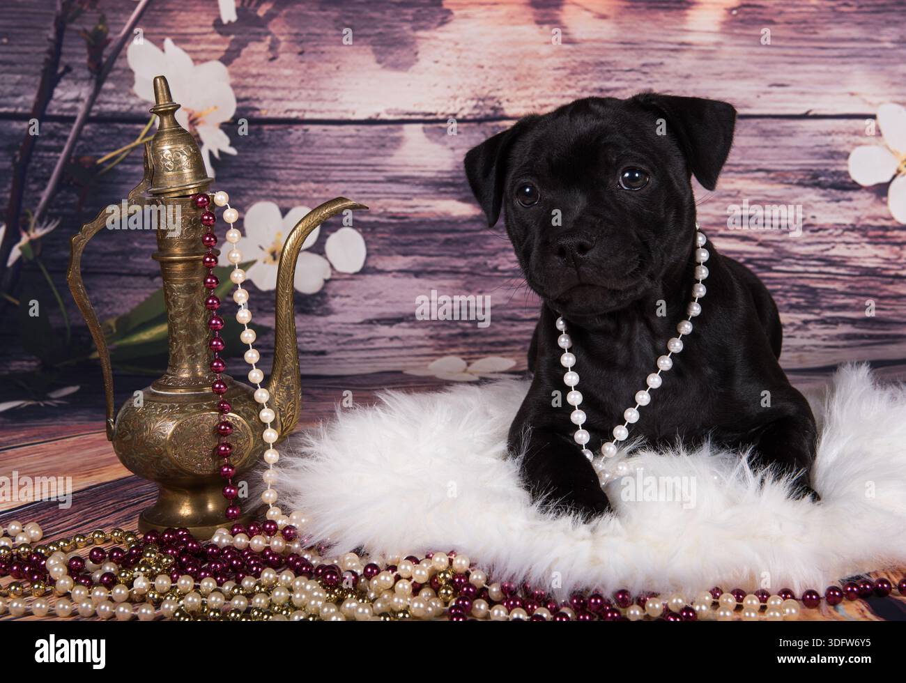 Simpatico cucciolo American Pit Bull Terrier con brocca e perline su sfondo primaverile. Foto Stock