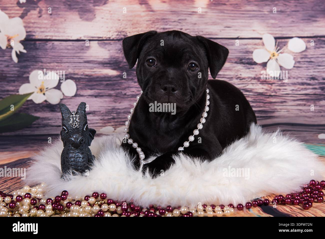 Simpatico cucciolo American Pit Bull Terrier con perline su sfondo primaverile. Foto Stock
