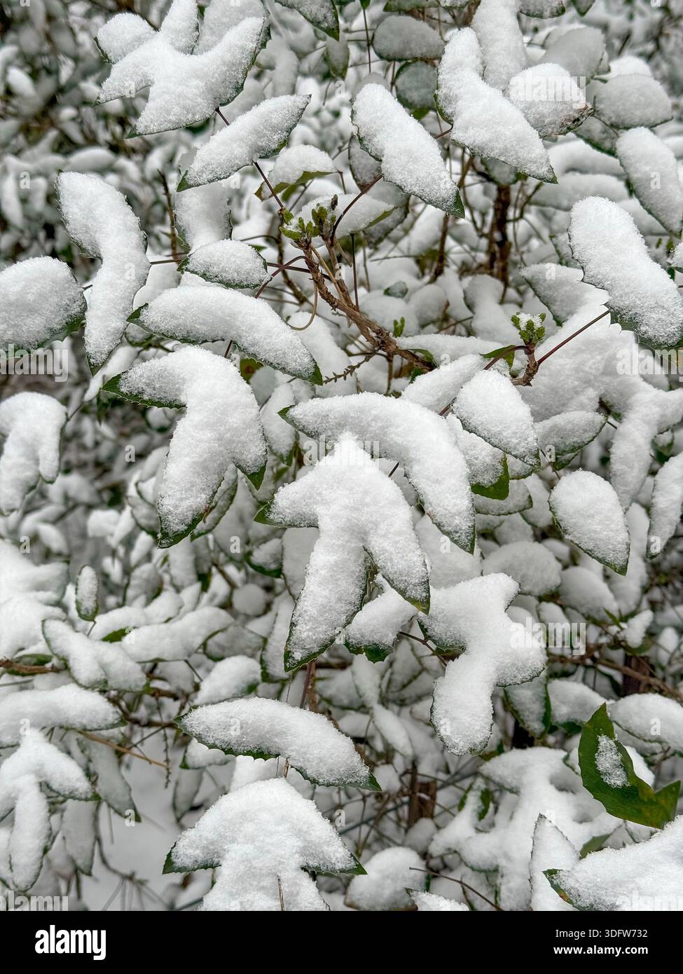 Vista macro delle foglie verdi ricoperte di neve spessa. Struttura invernale naturale, temi botanici e naturalistici. Foto Stock