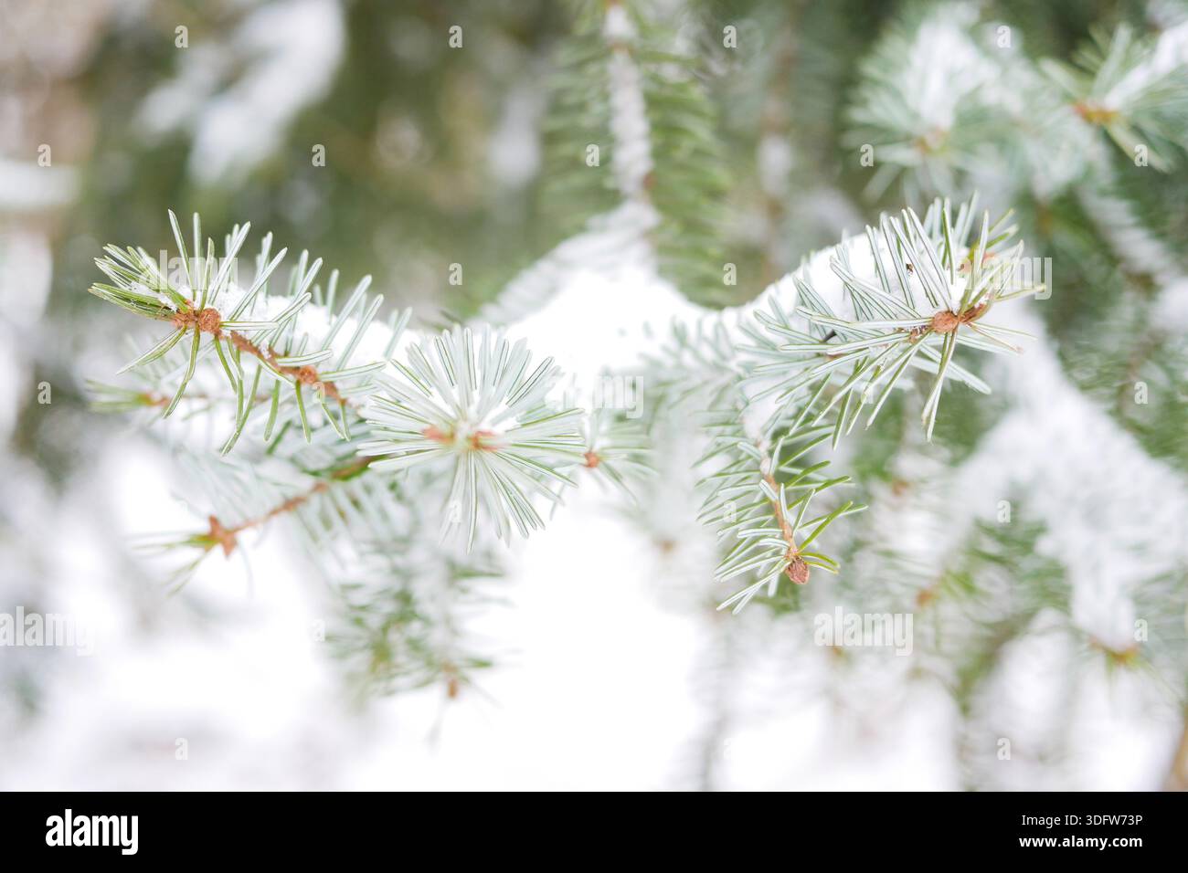 Primo piano di aghi di pino spolverati di neve. Croccanti tessuti invernali per la natura, la stagione e i temi botanici. Foto Stock